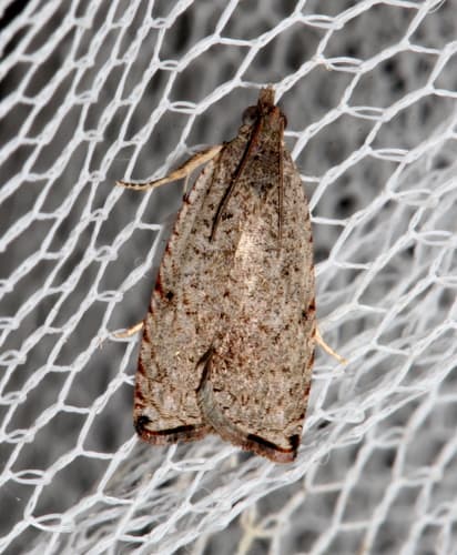 Zomariana doxasticana