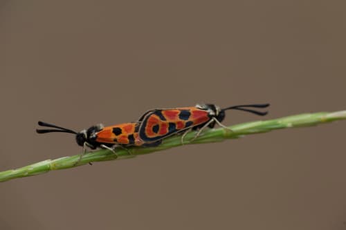 Hilaris Burnet Moth