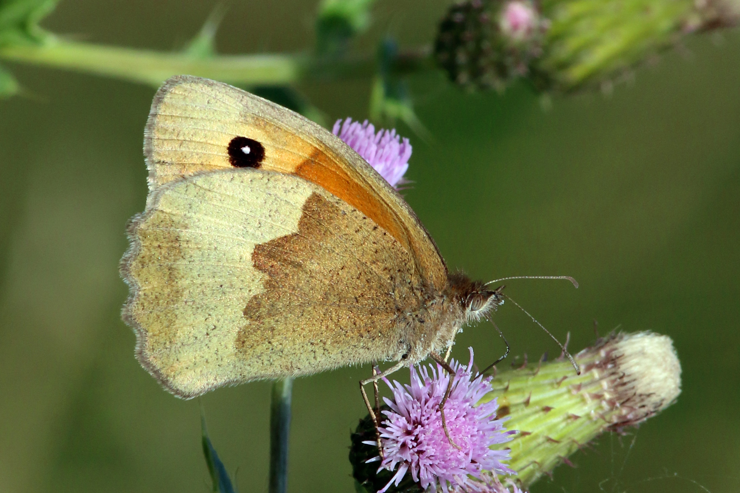 Meadow Brown