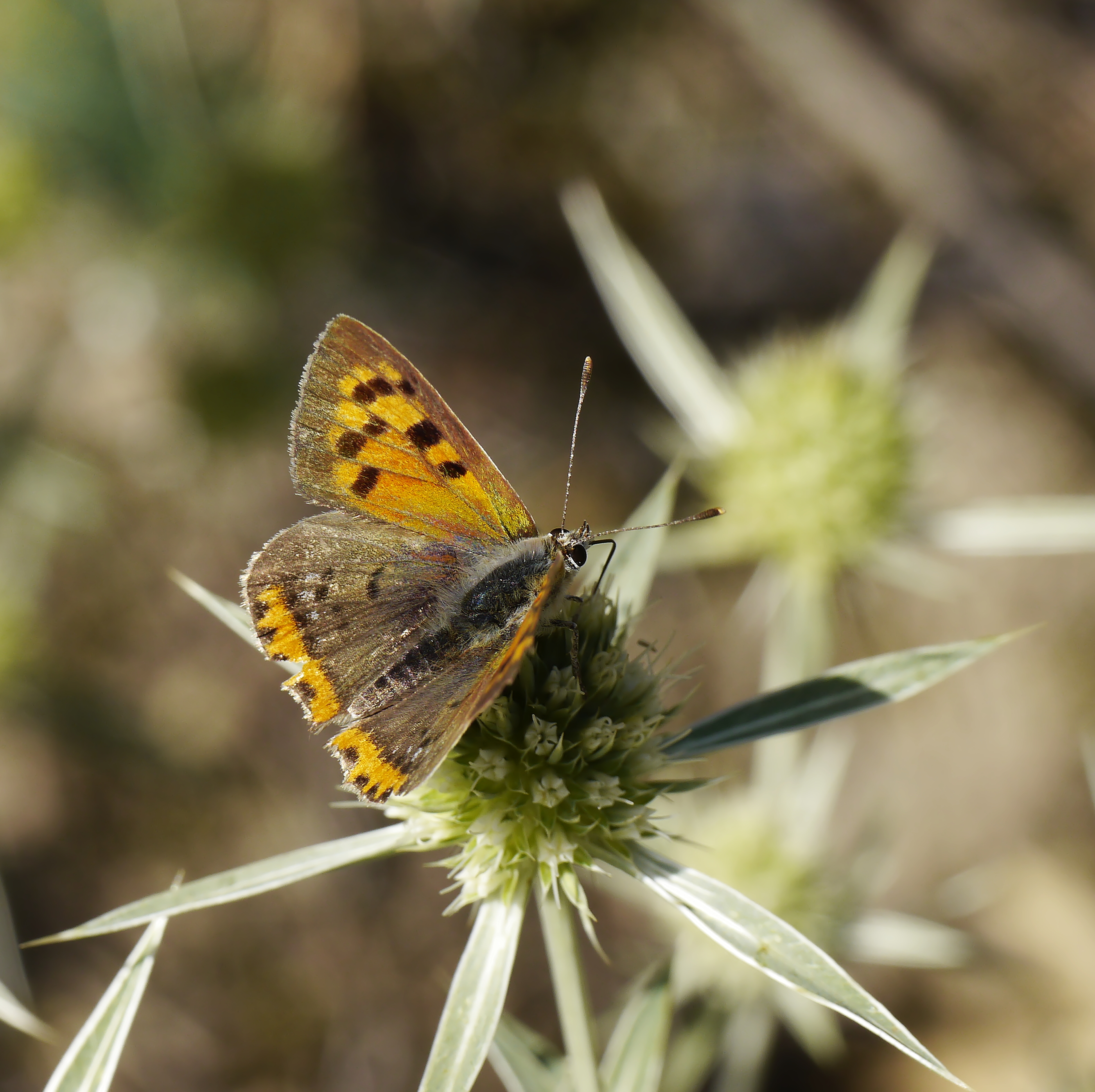 Lycaena phlaeas