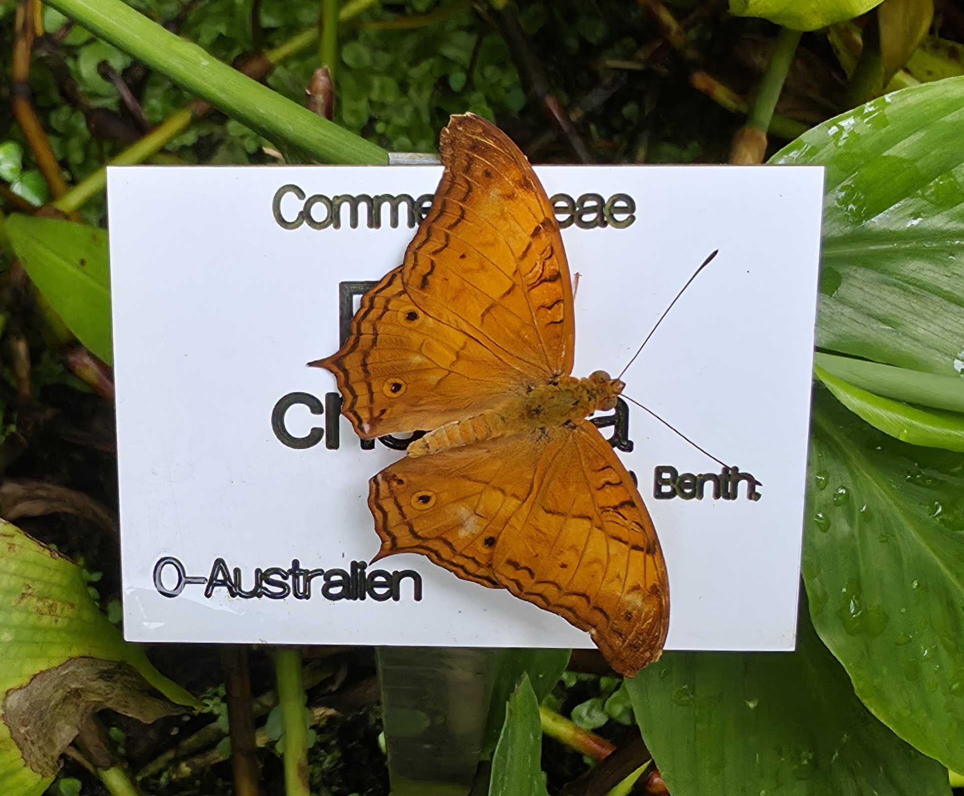 Cruiser Butterfly
