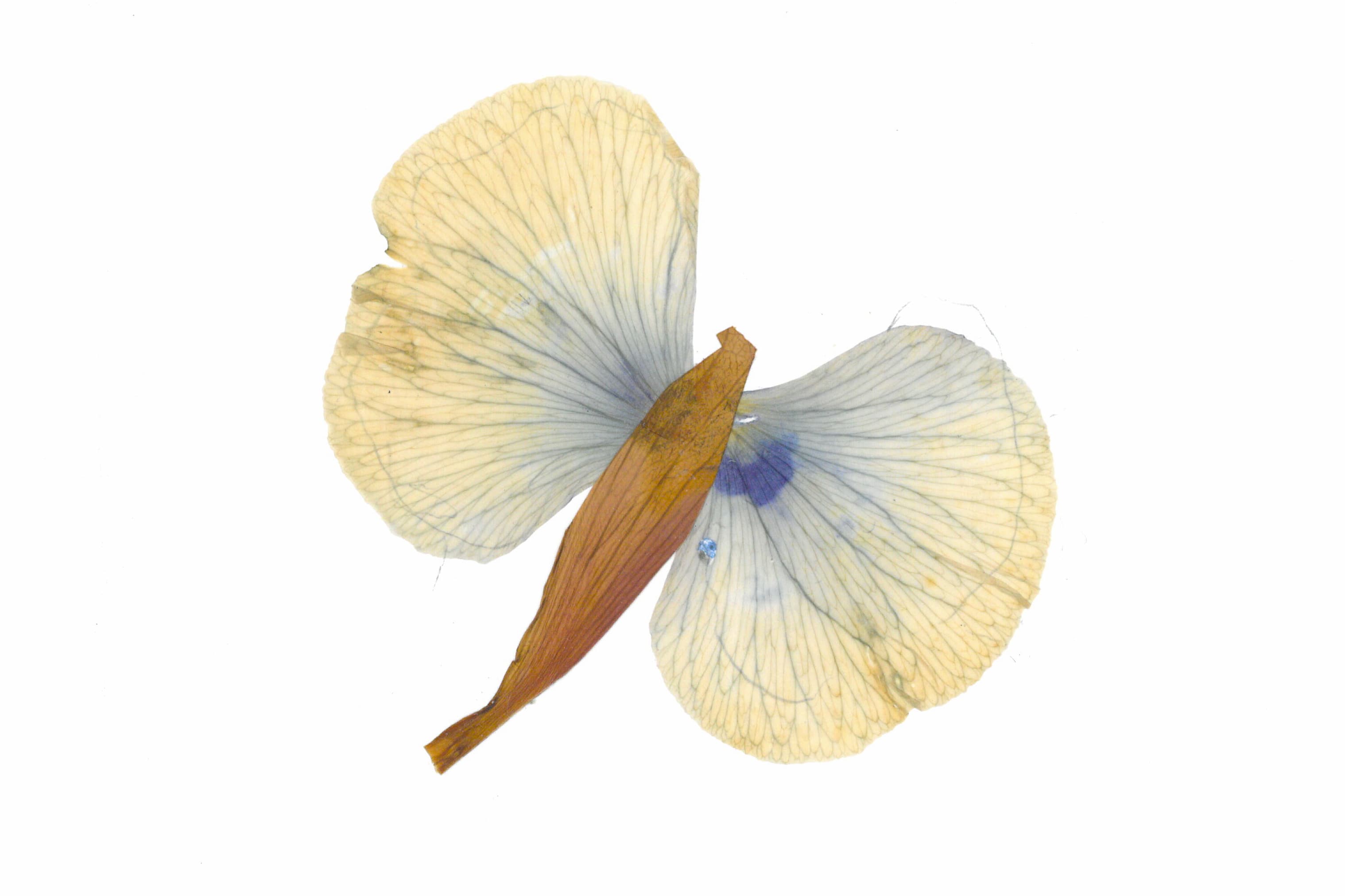 Petalography Butterfly Art