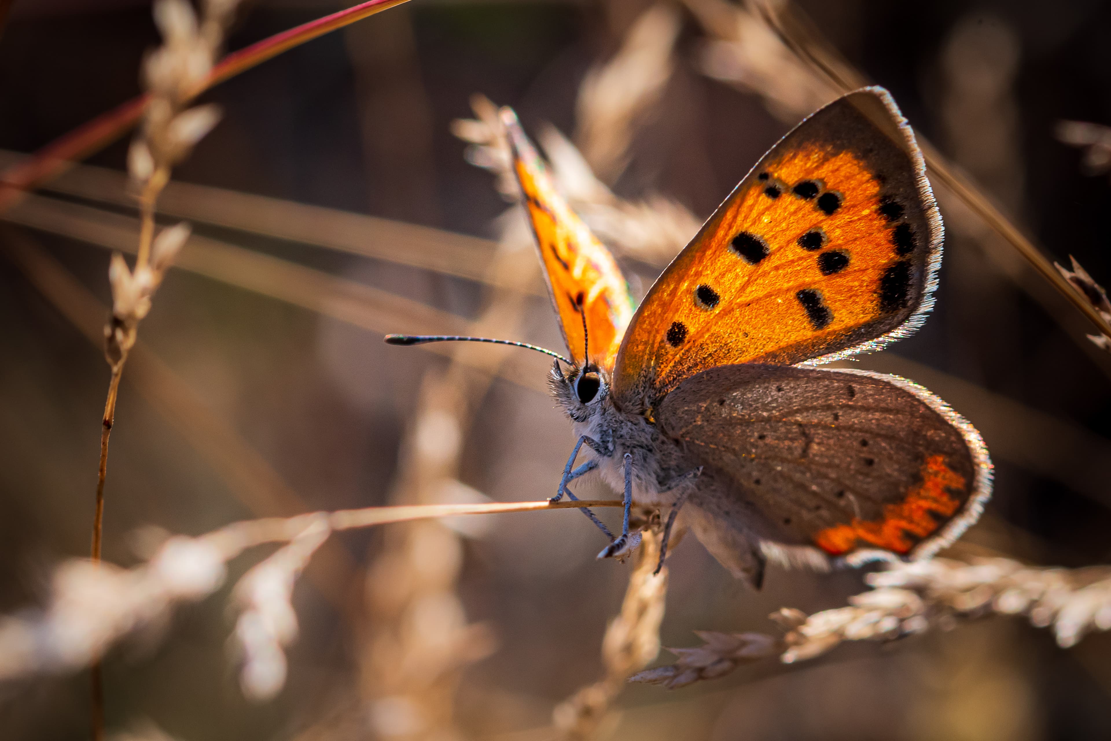 Lycaena phlaeas