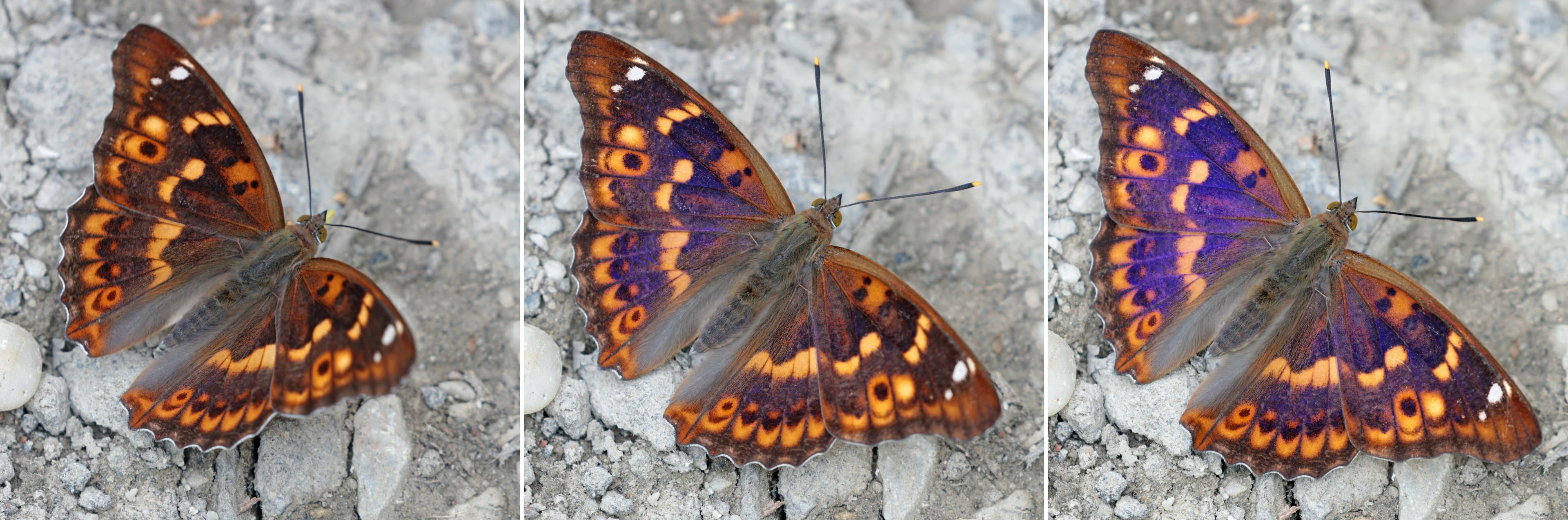 Apatura ilia ilia f. clytie