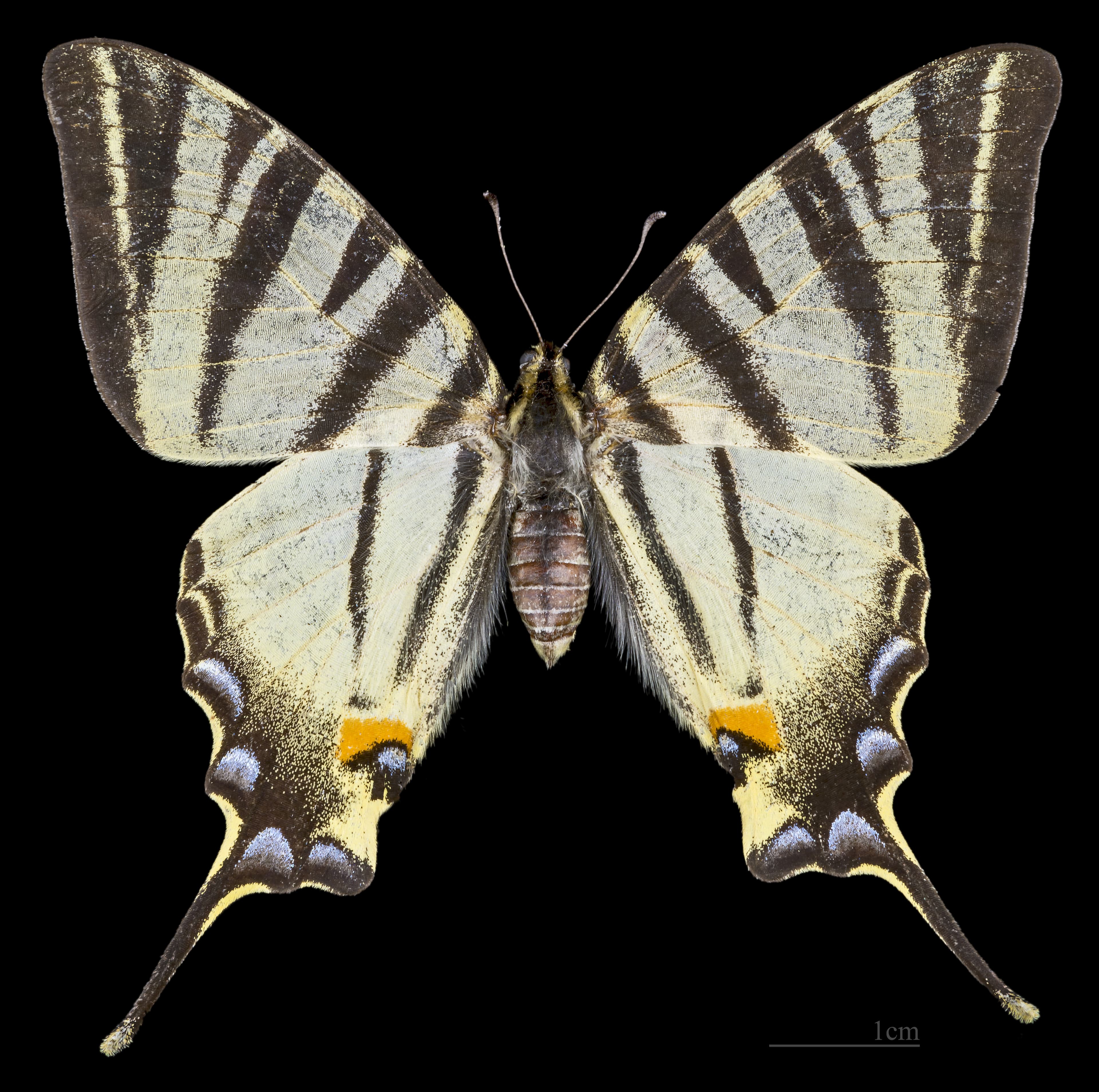 Iphiclides podalirius