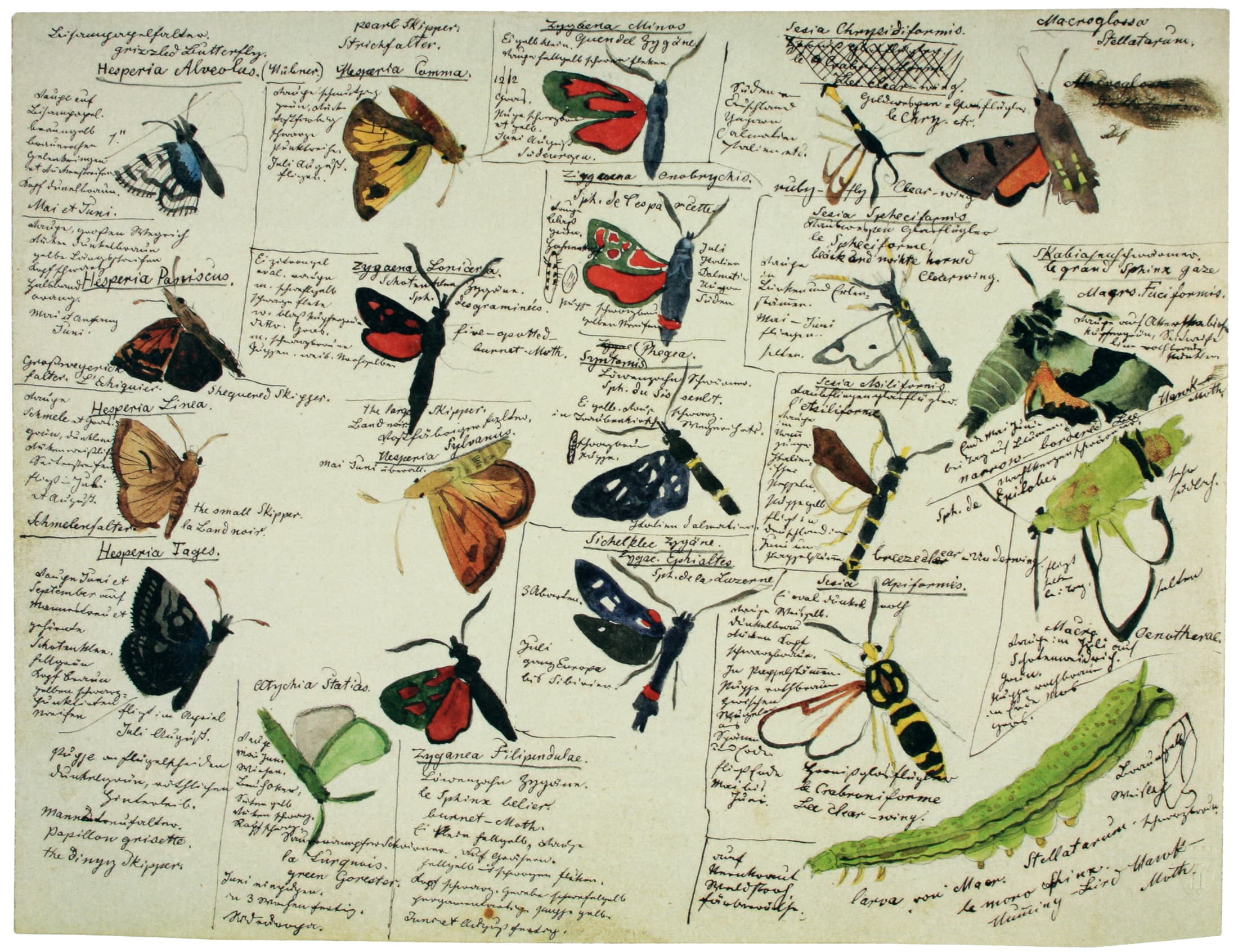 Hummingbird Hawk-moth