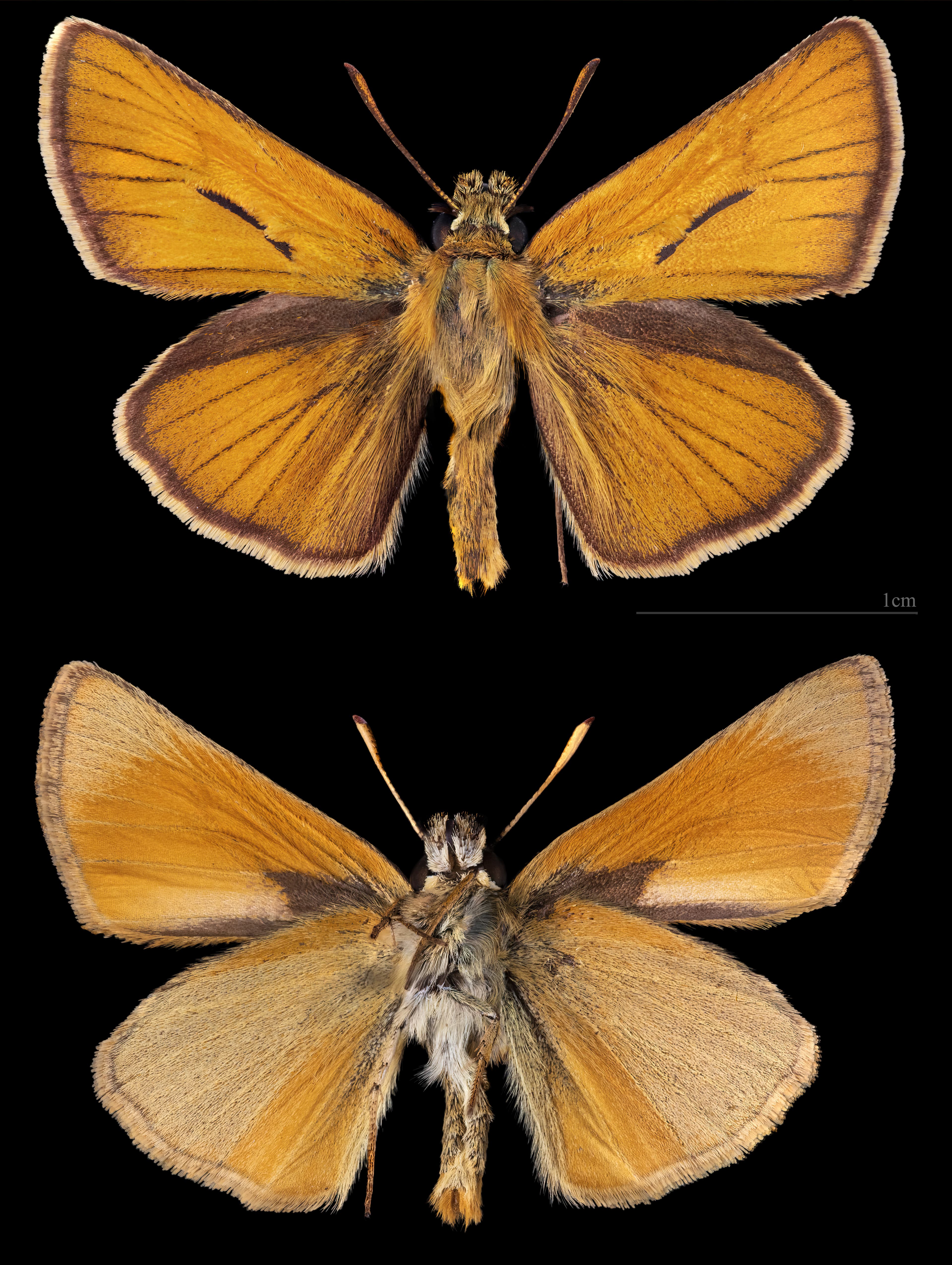 Thymelicus sylvestris