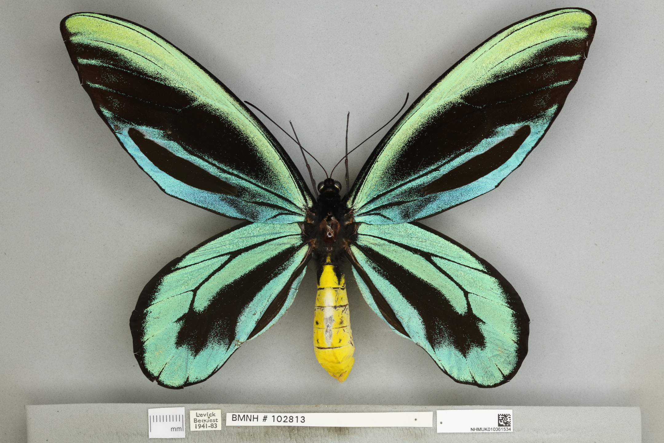 Queen Alexandra Birdwing