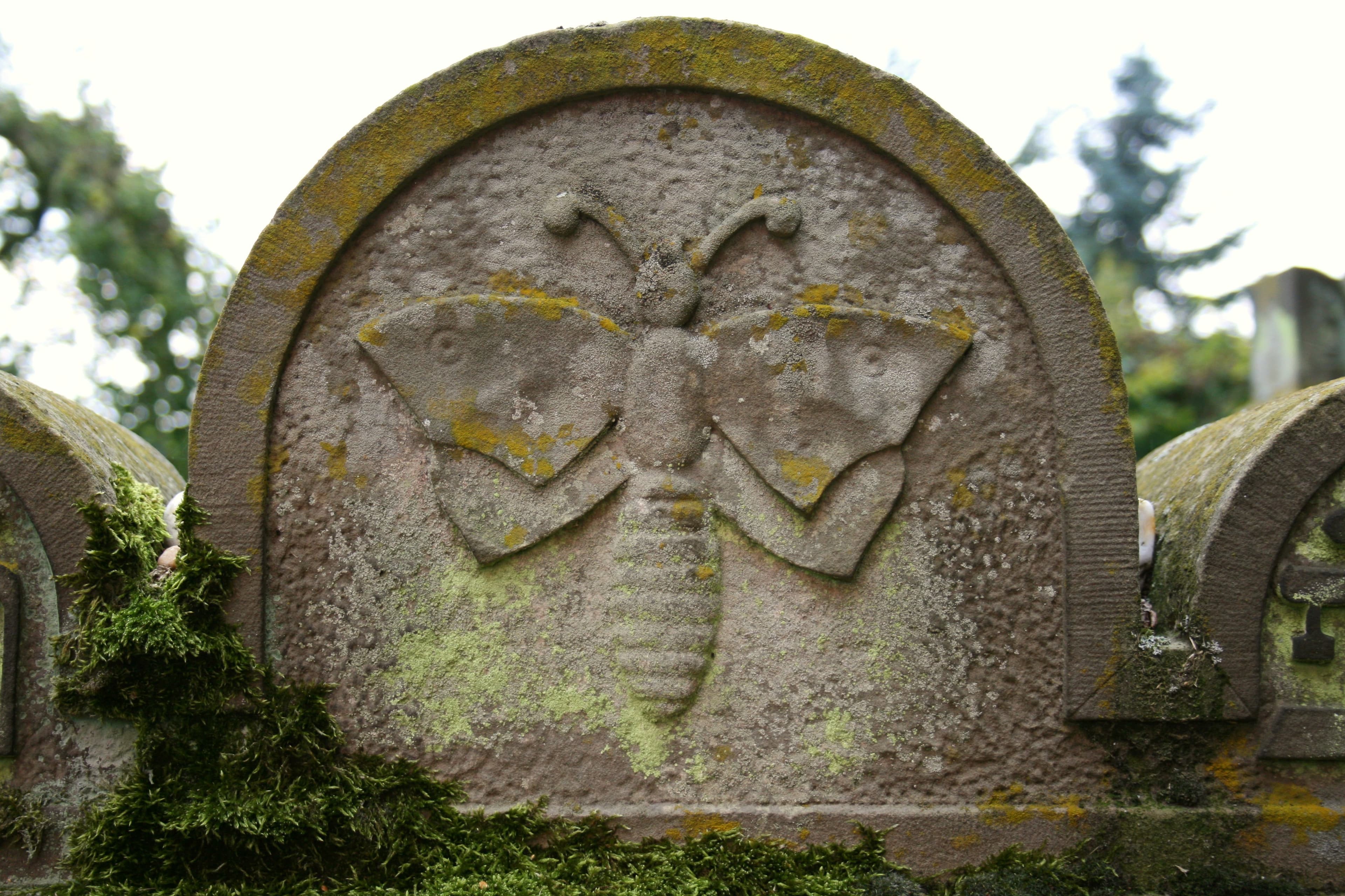 Generic Butterfly Carving