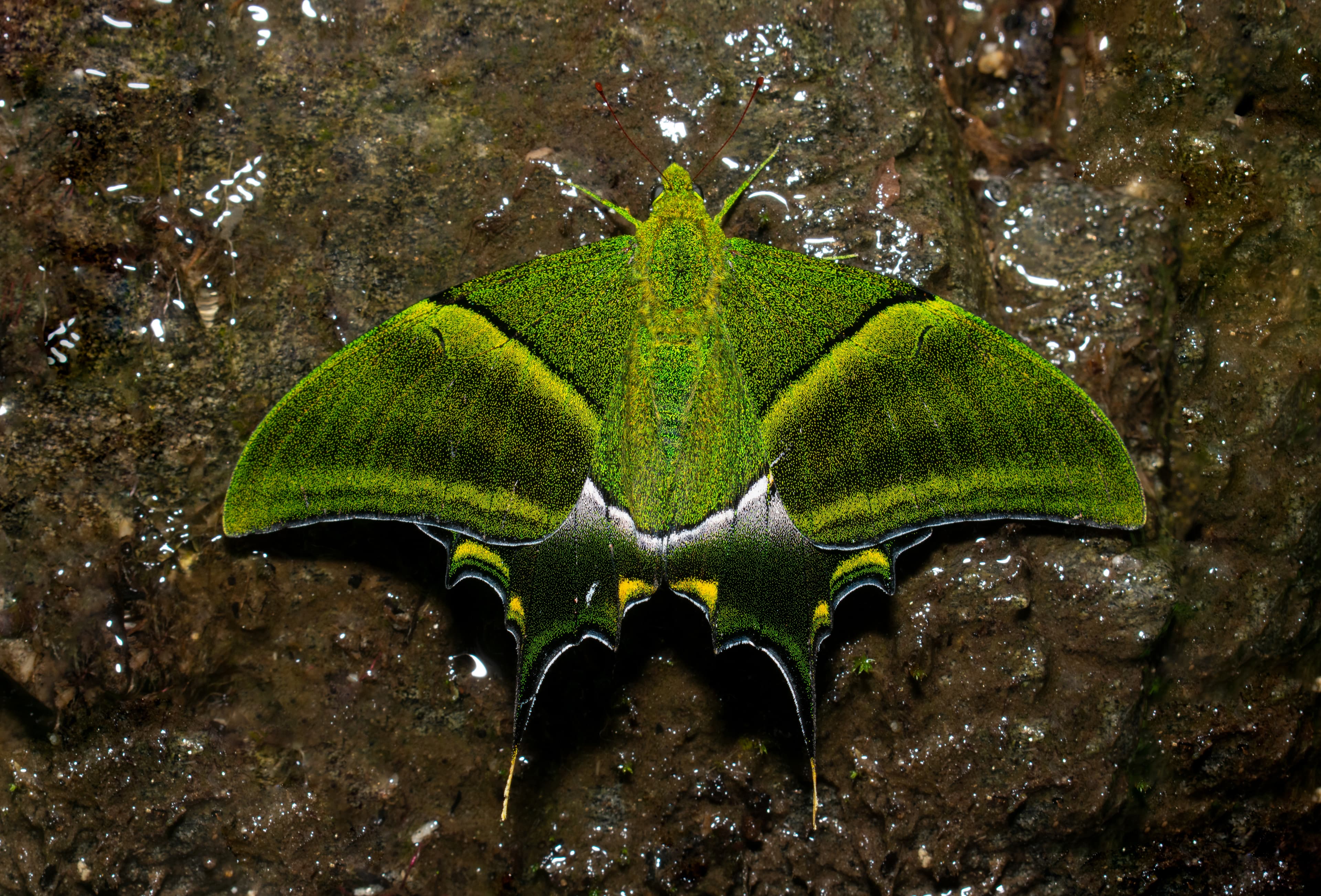 Teinopalpus imperialis