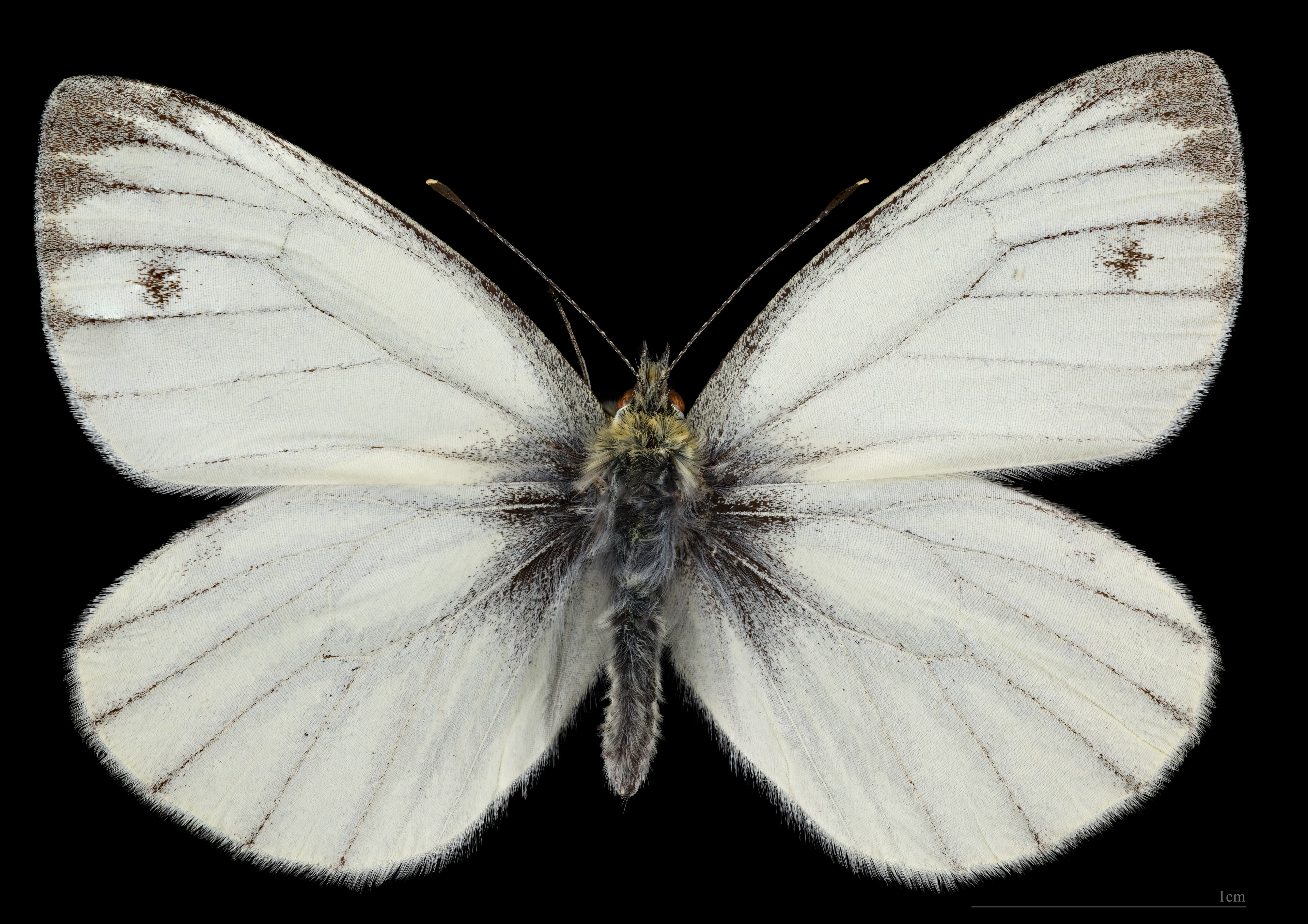 Pieris napi