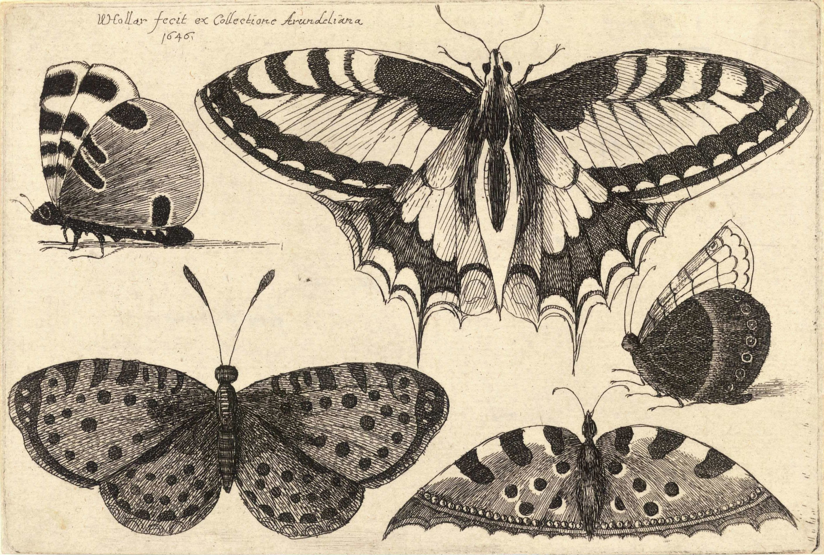 Old World Swallowtail