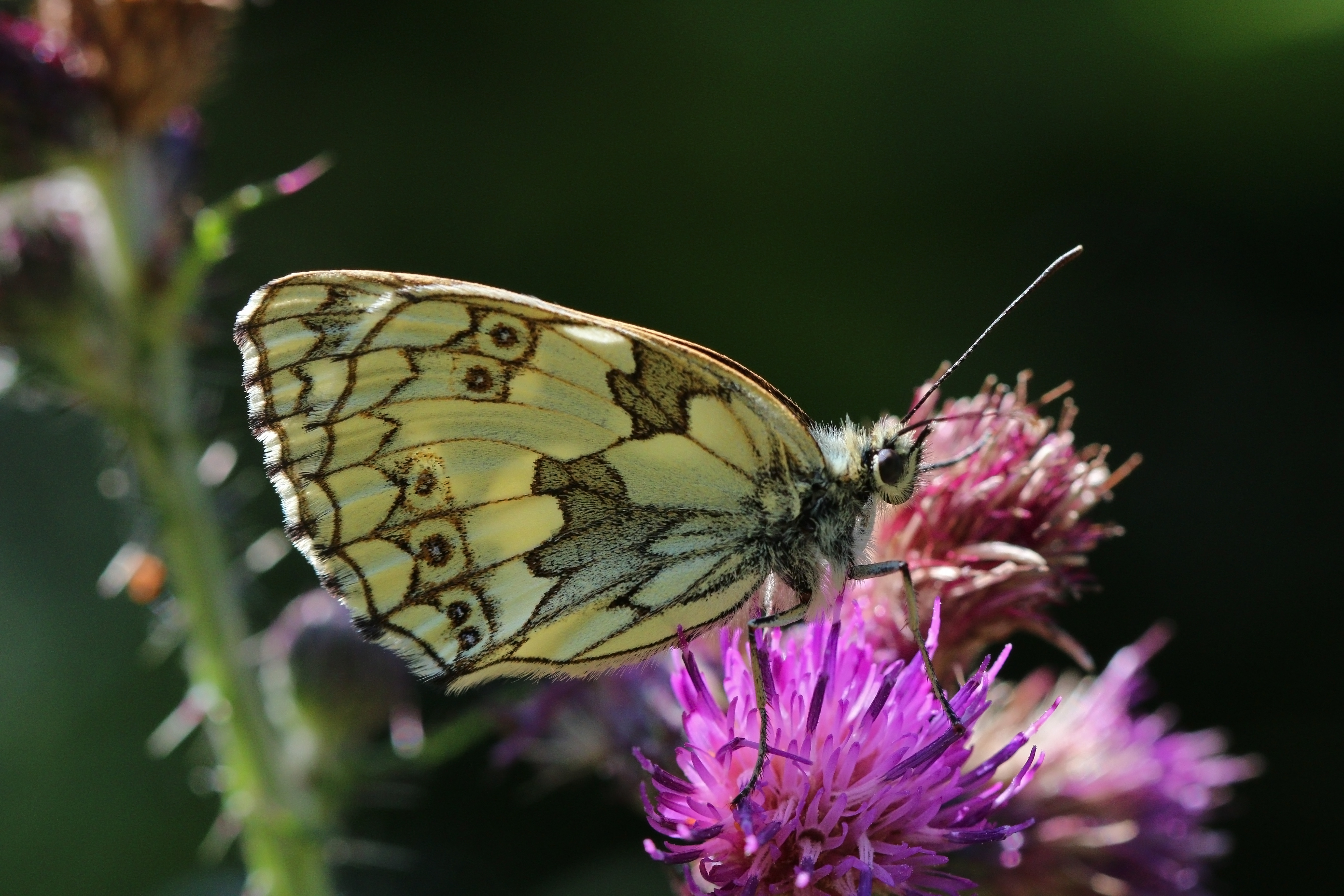 Marbled White
