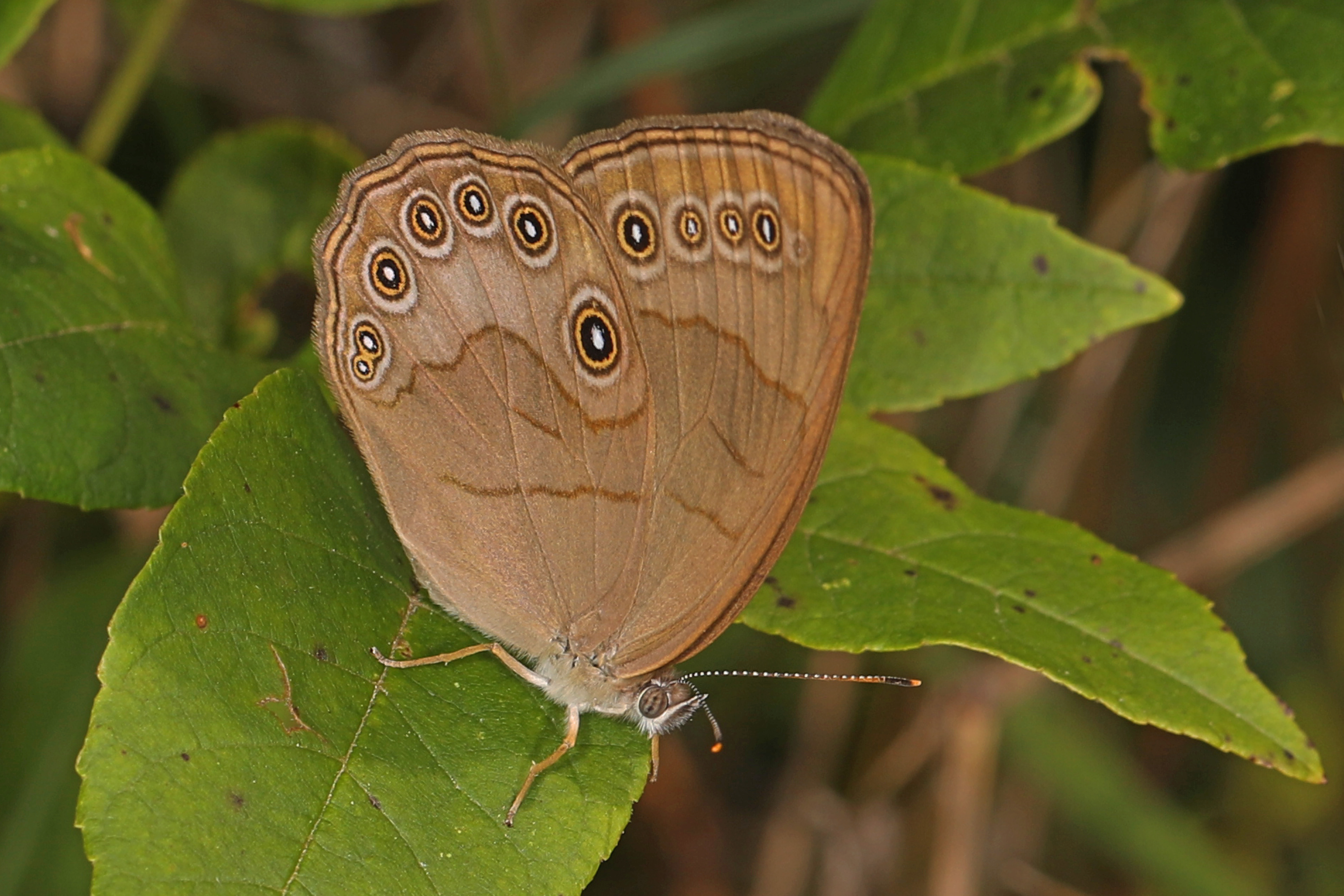Appalachian Brown