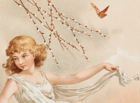 Unidentified Butterfly