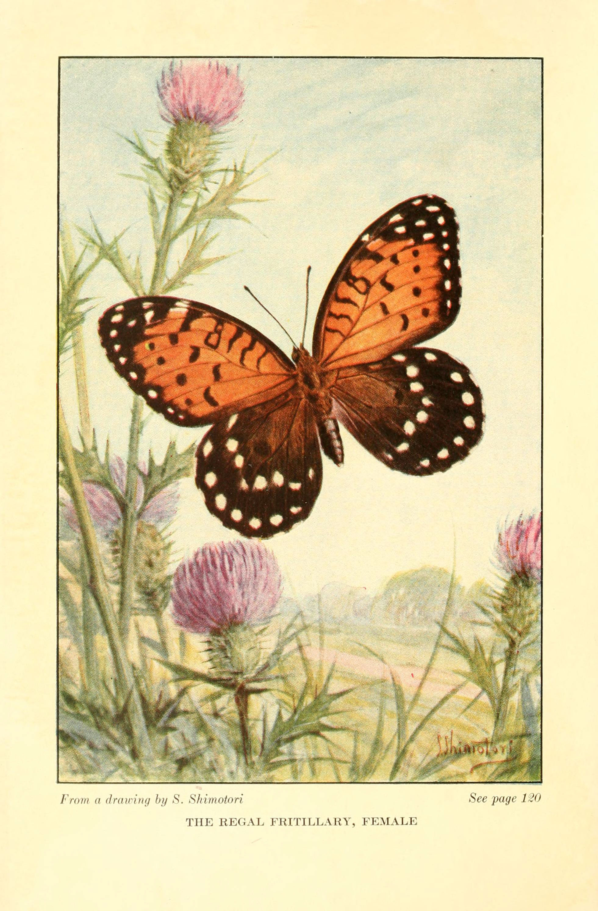Regal Fritillary