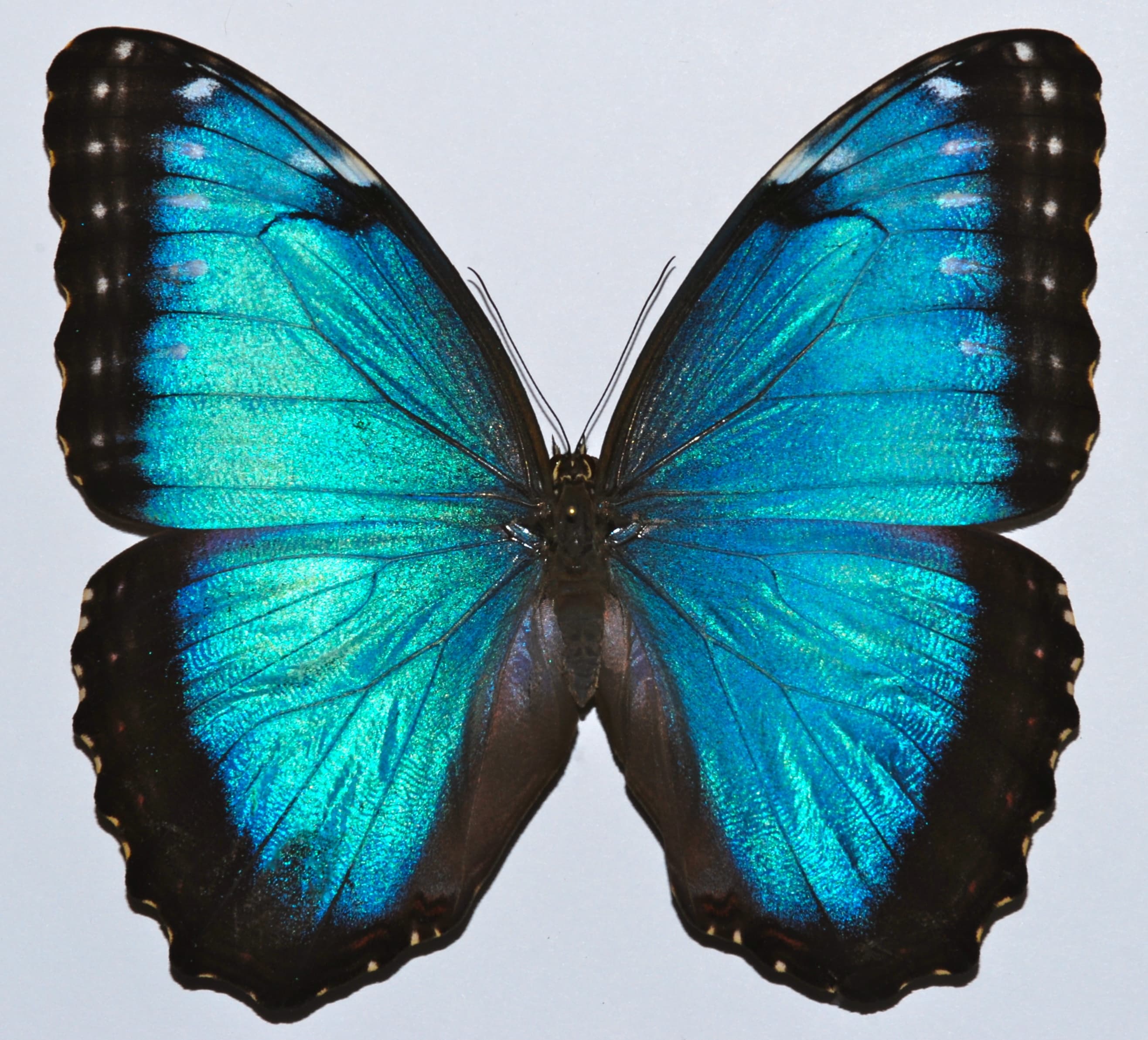 Morpho peleides
