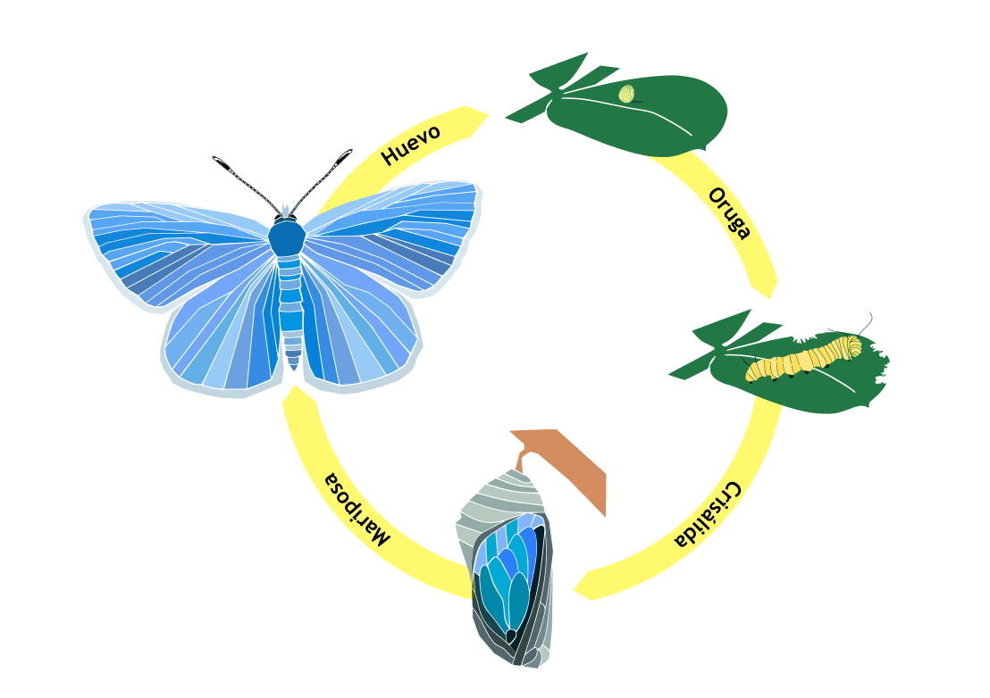 Unknown butterfly species