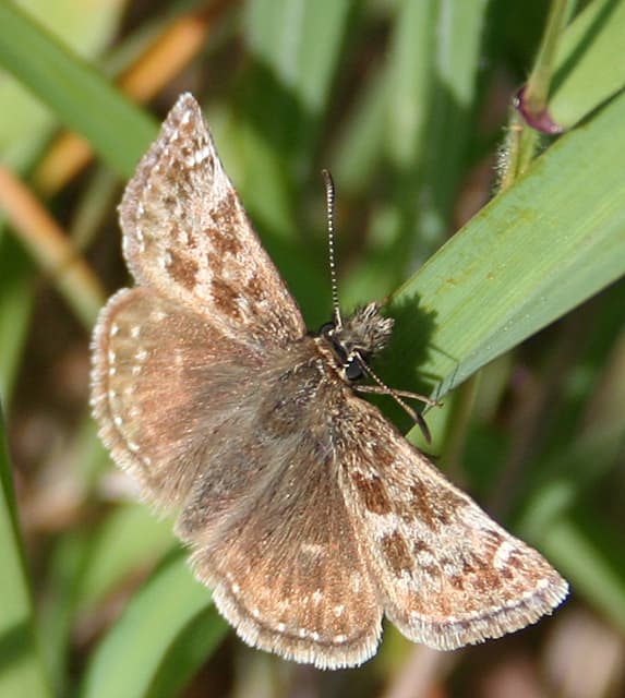 Dingy Skipper