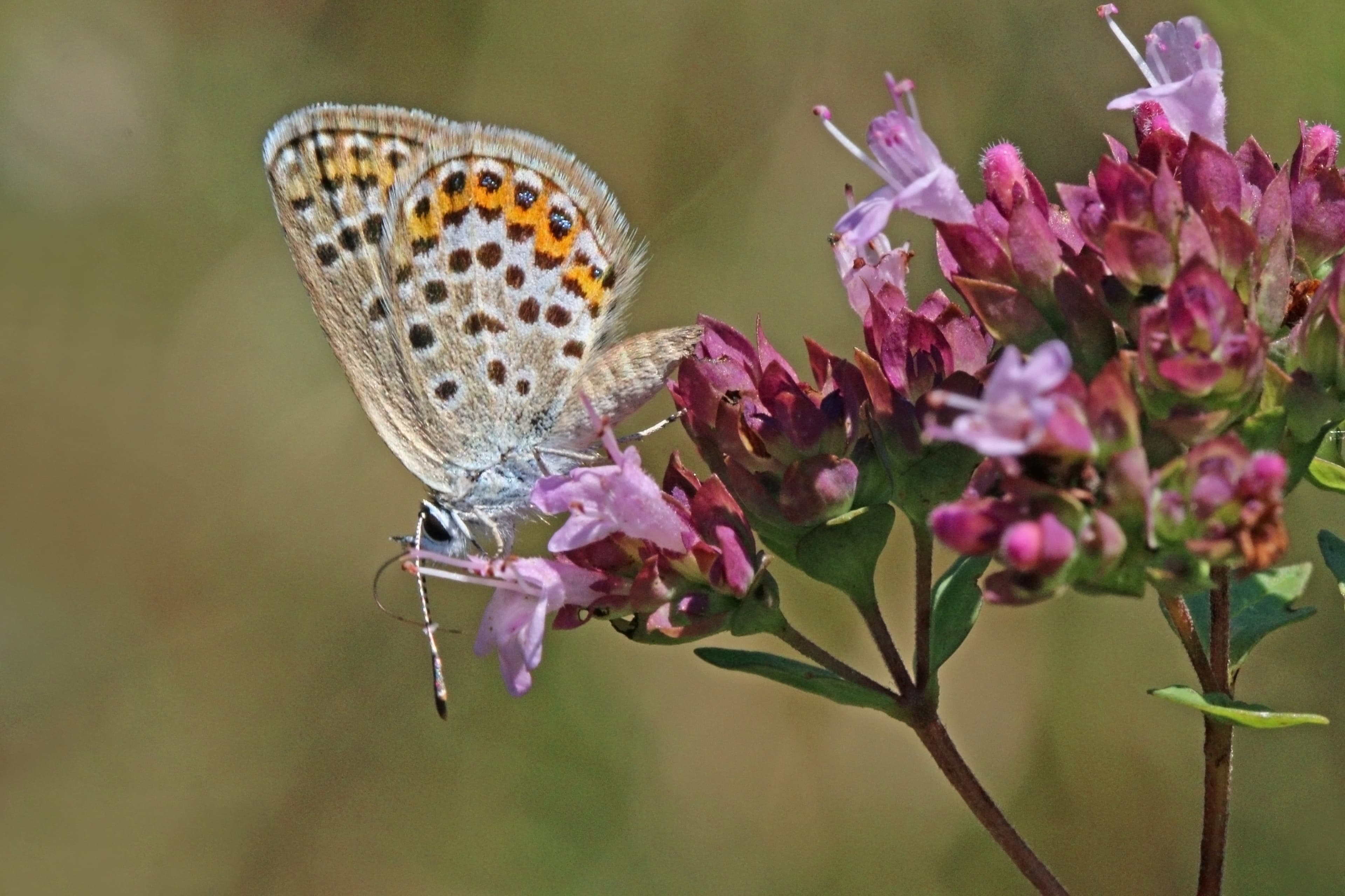 Plebejus argus