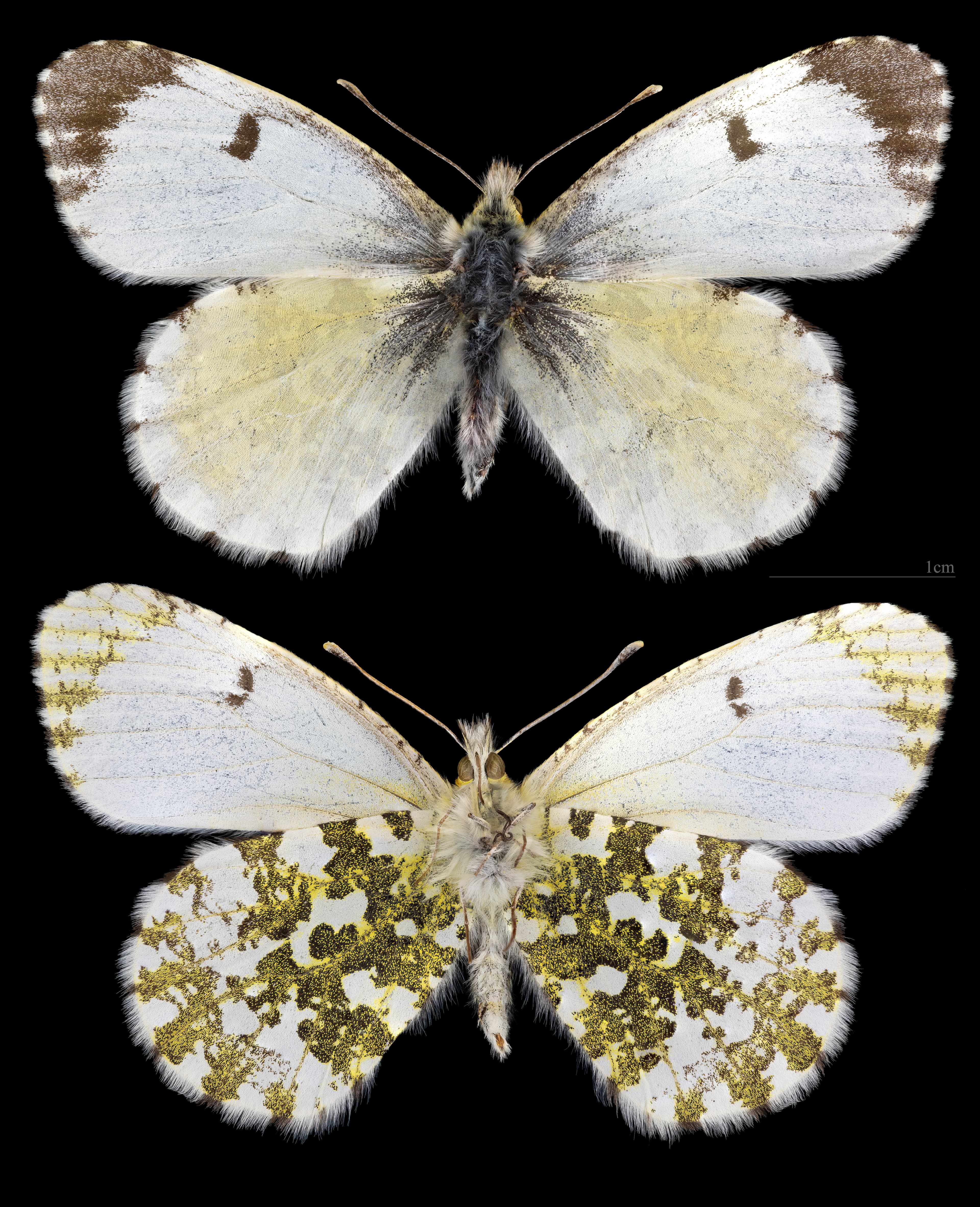 Anthocharis cardamines