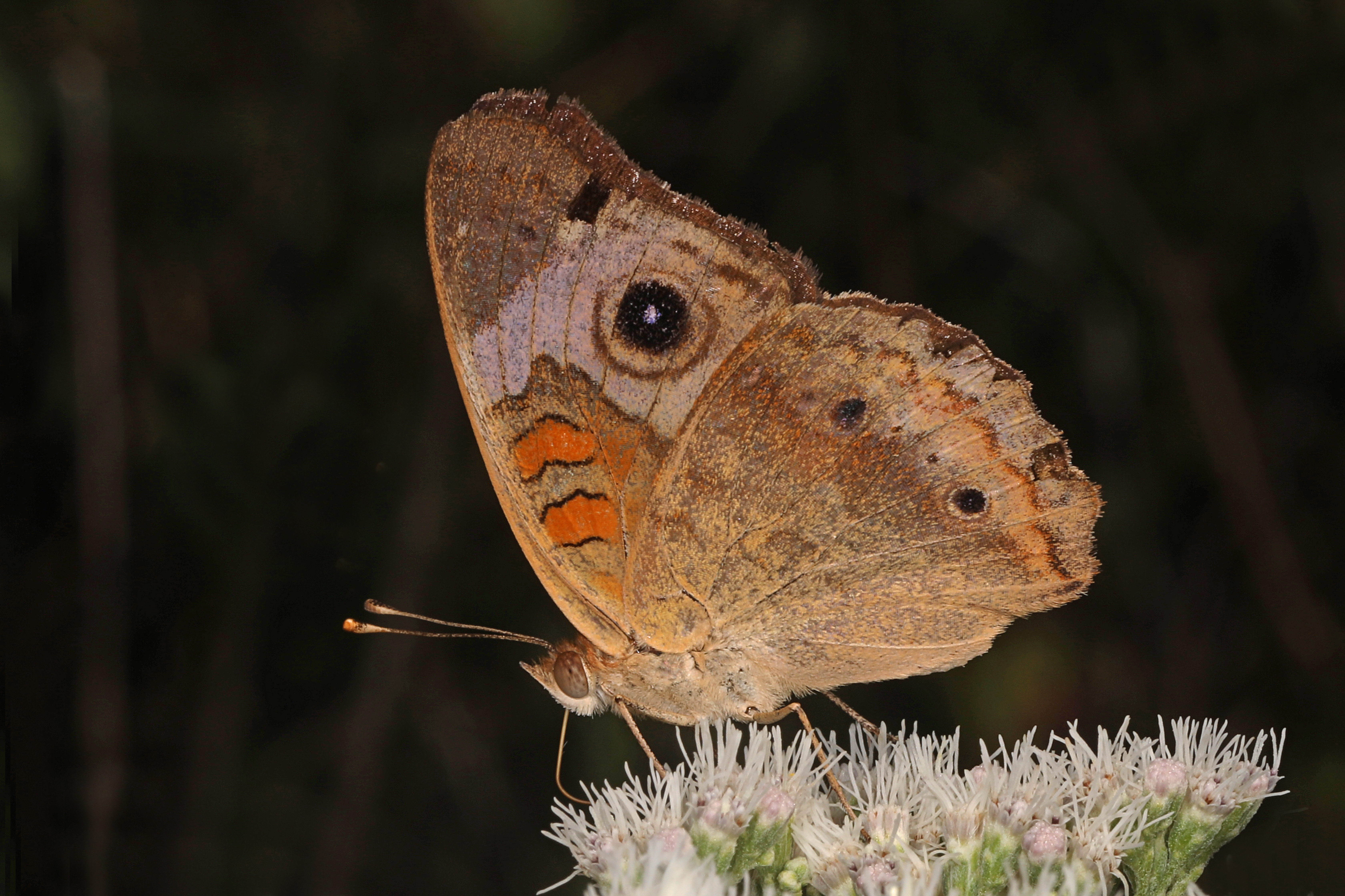 Common Buckeye