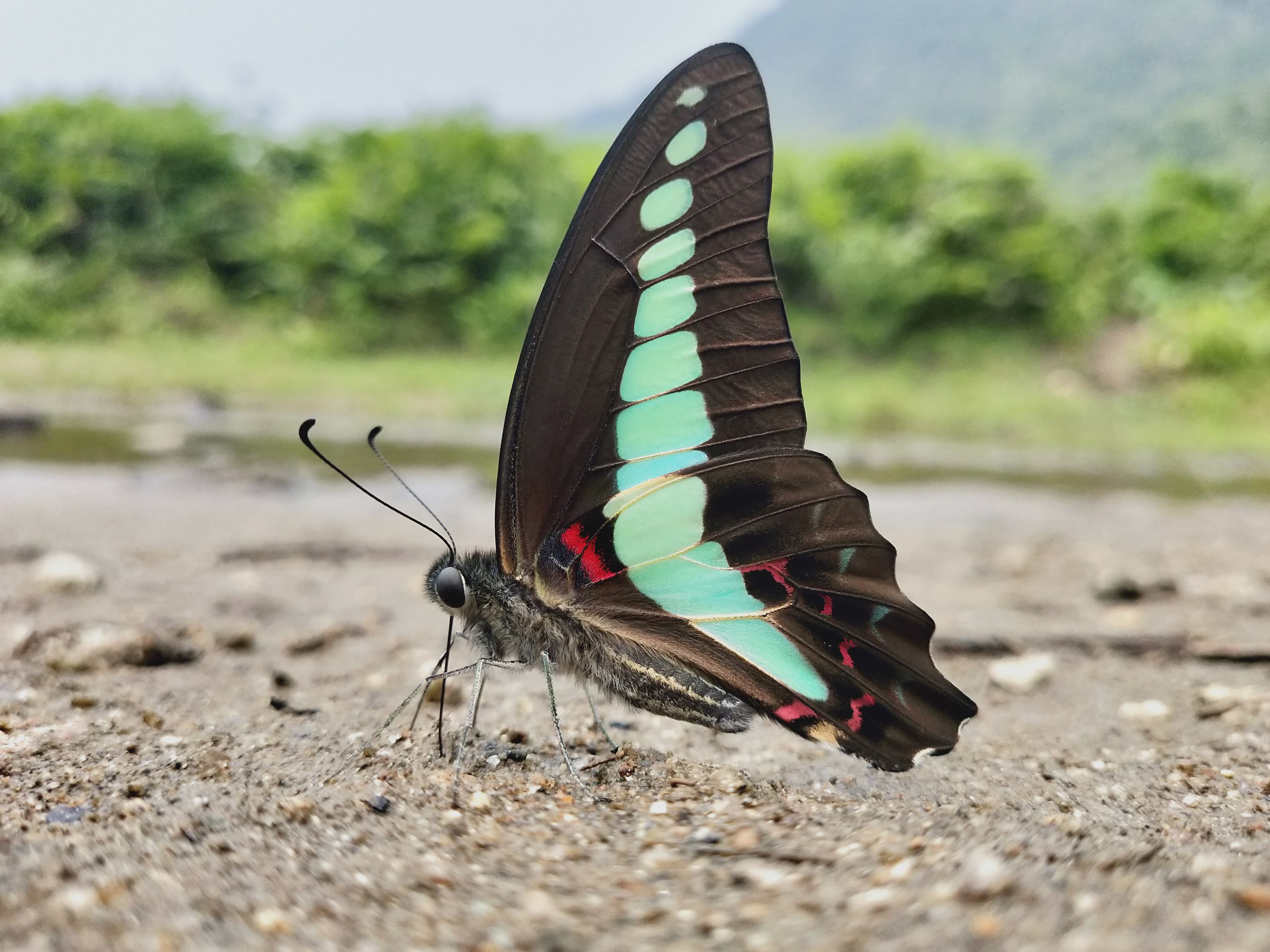 Graphium sarpedon