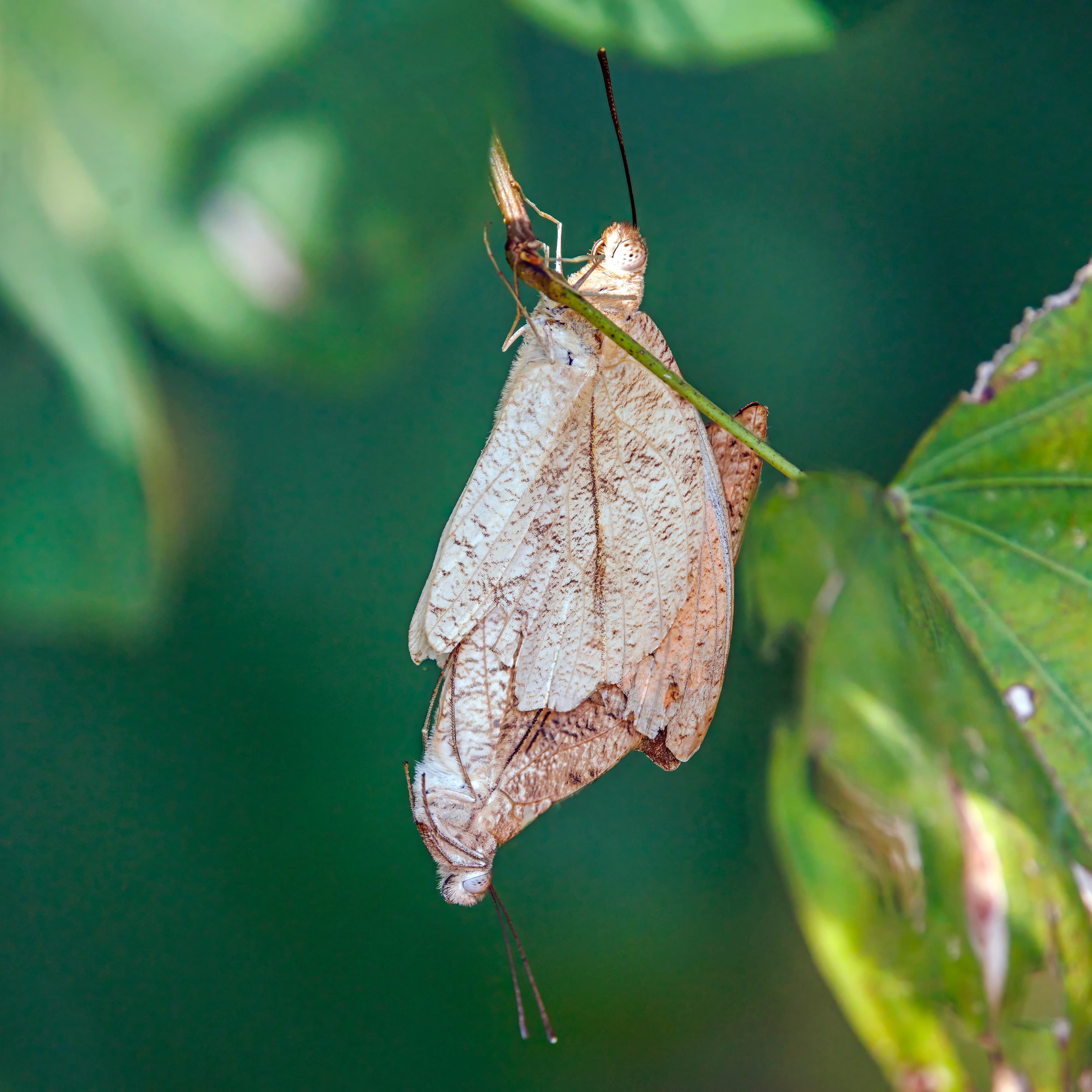 Hebomoia glaucippe glaucippe