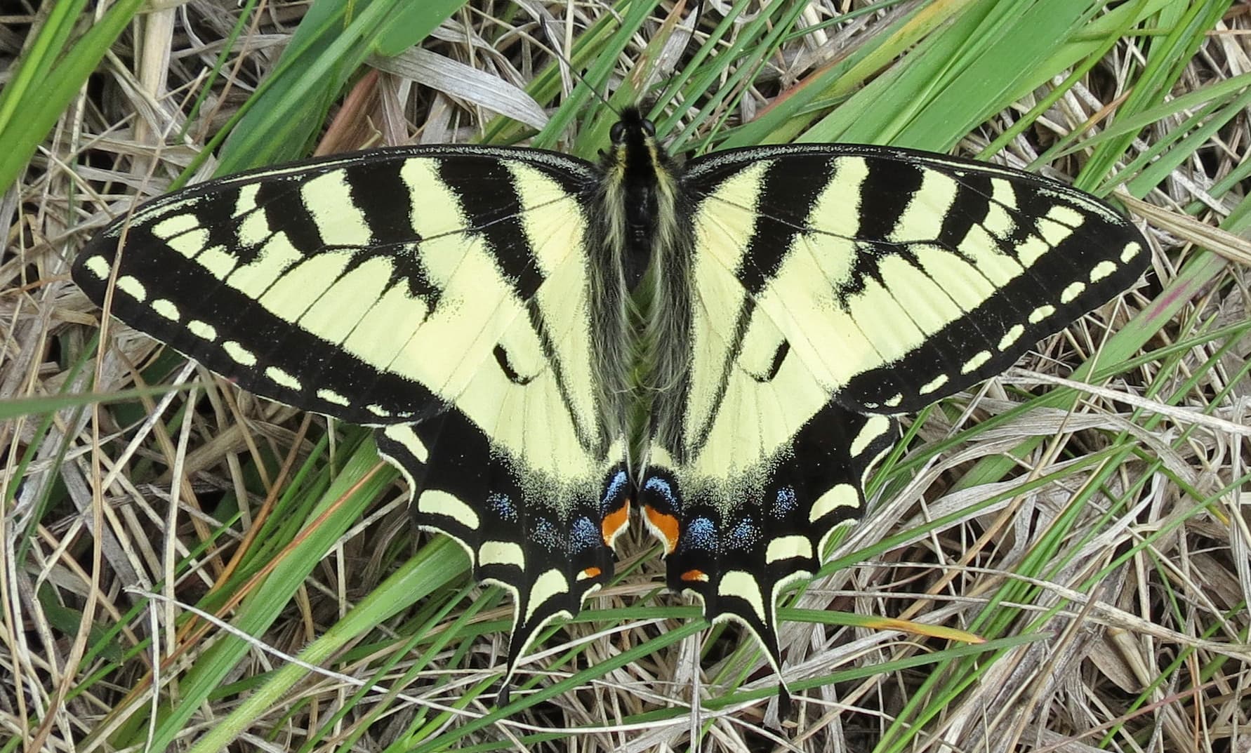 Eastern Tiger Swallowtail