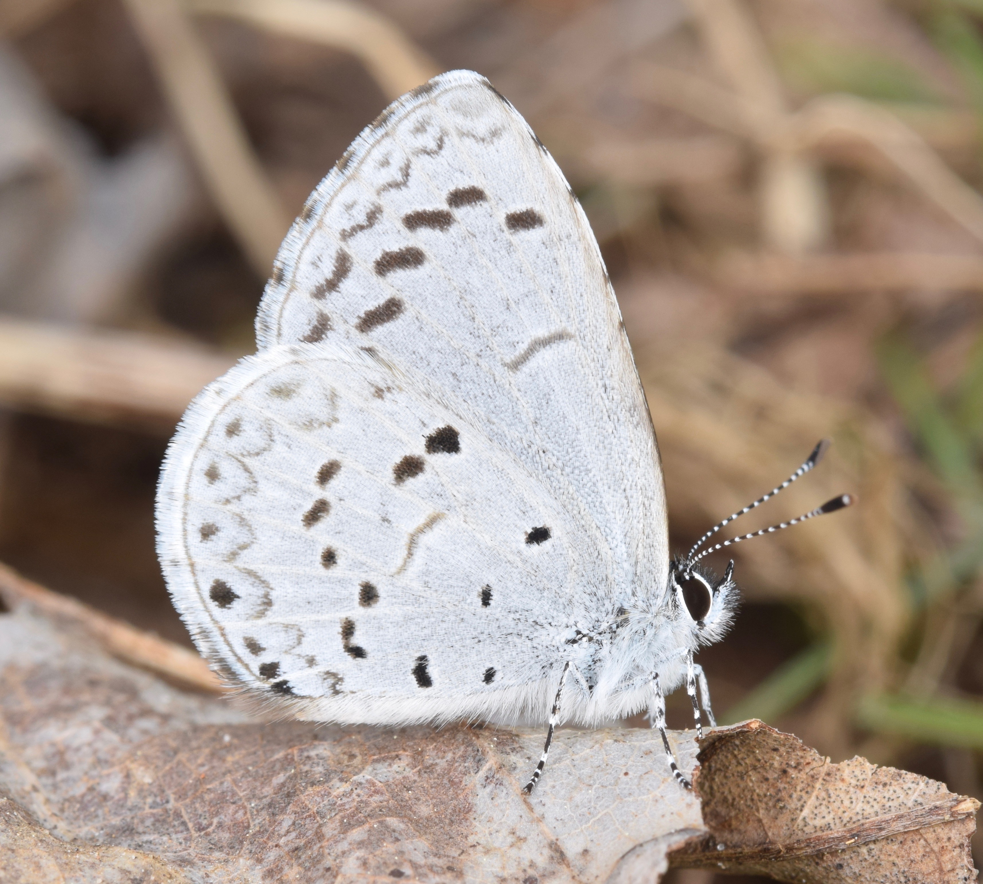 Celastrina ladon