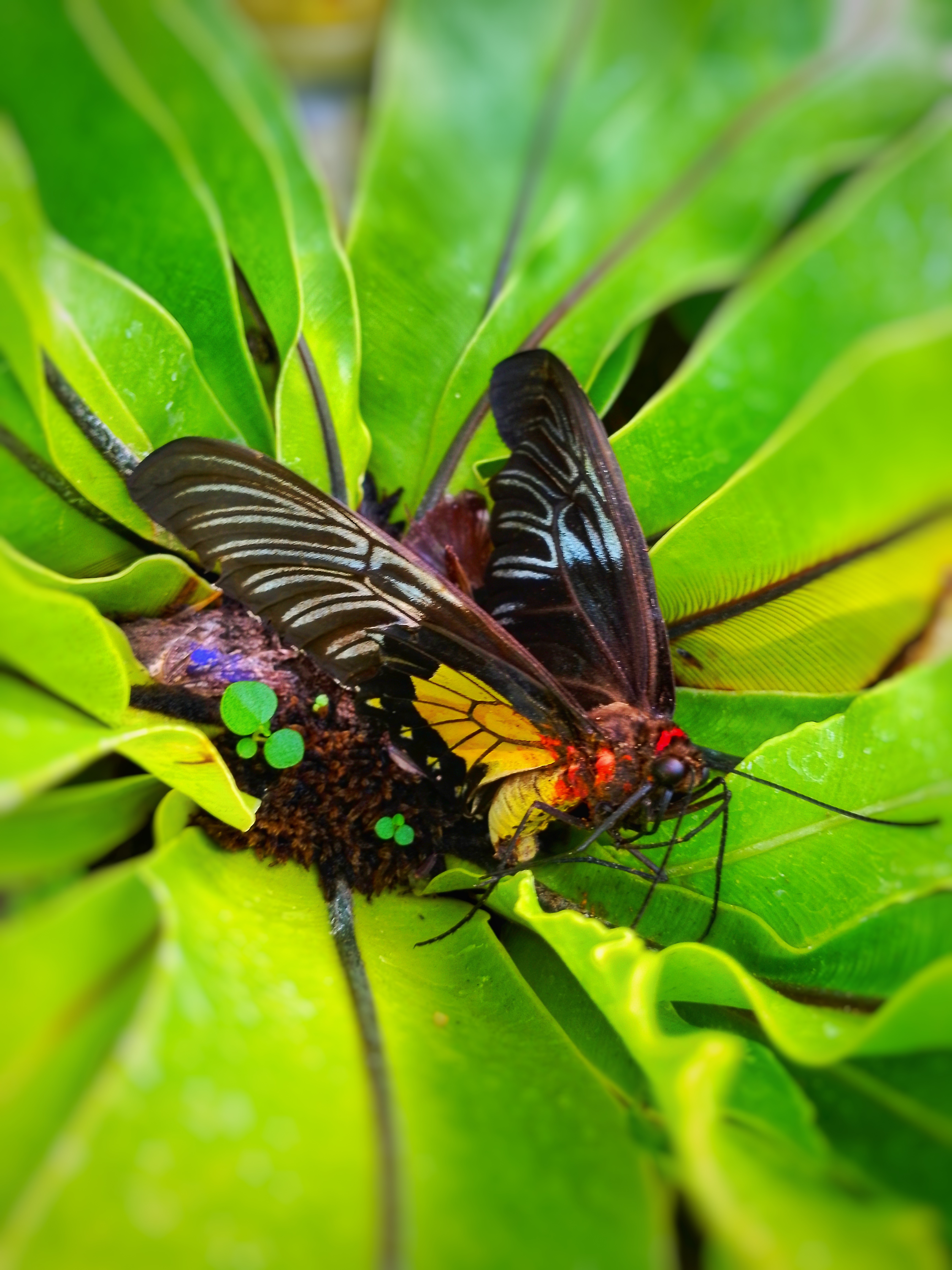 Common Birdwing