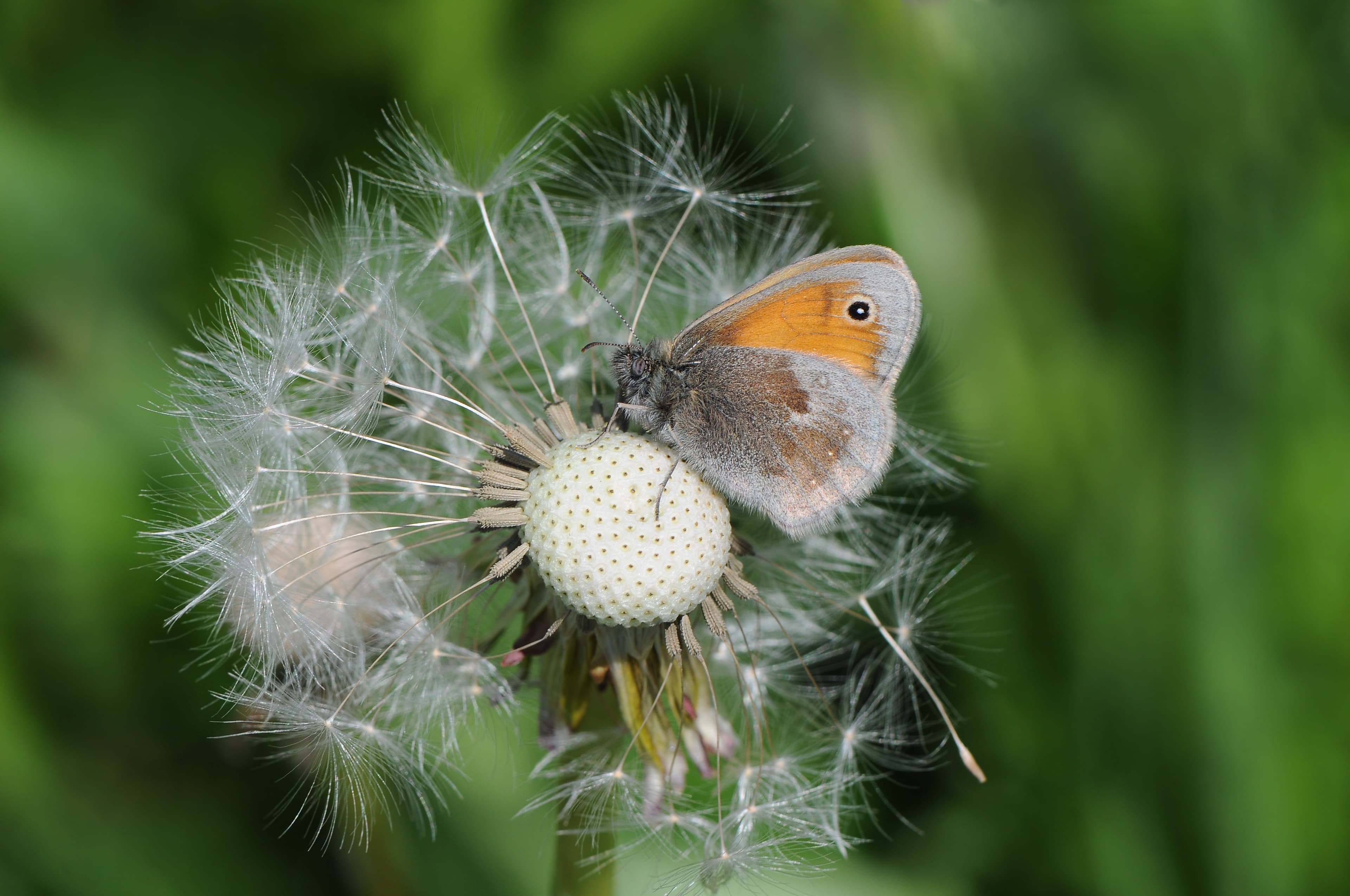 Coenonympha pamphilus