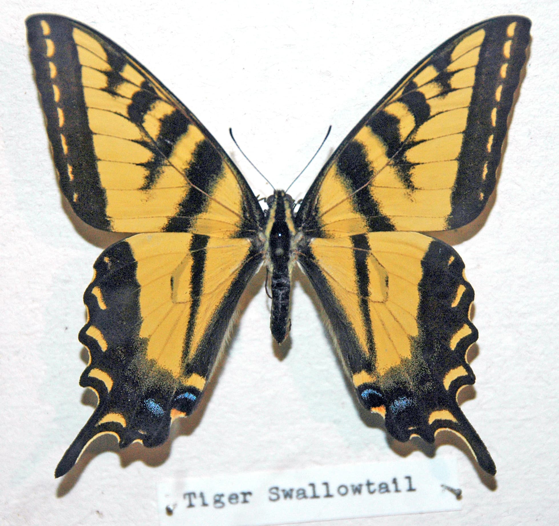 Western Tiger Swallowtail