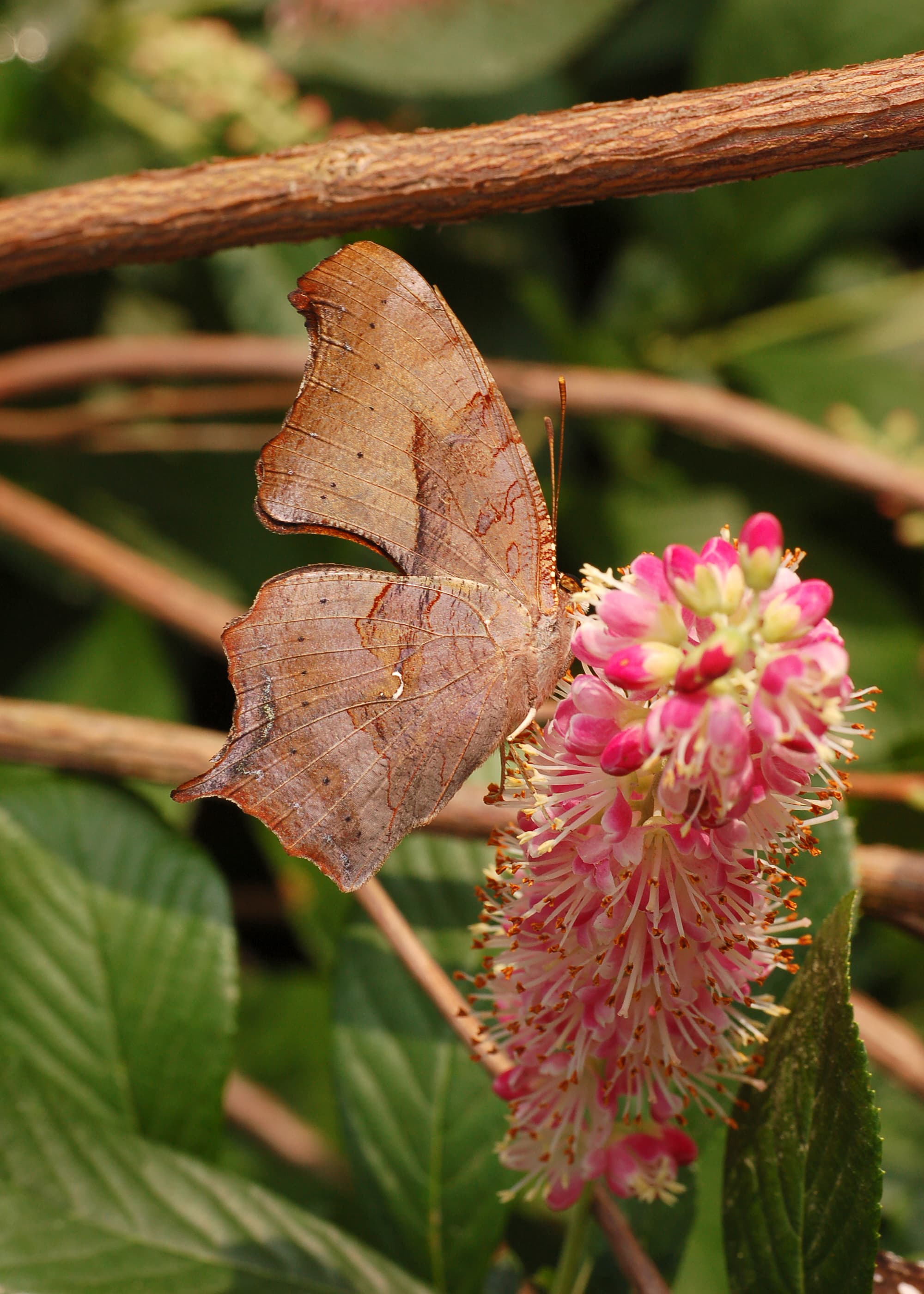 Polygonia interrogationis