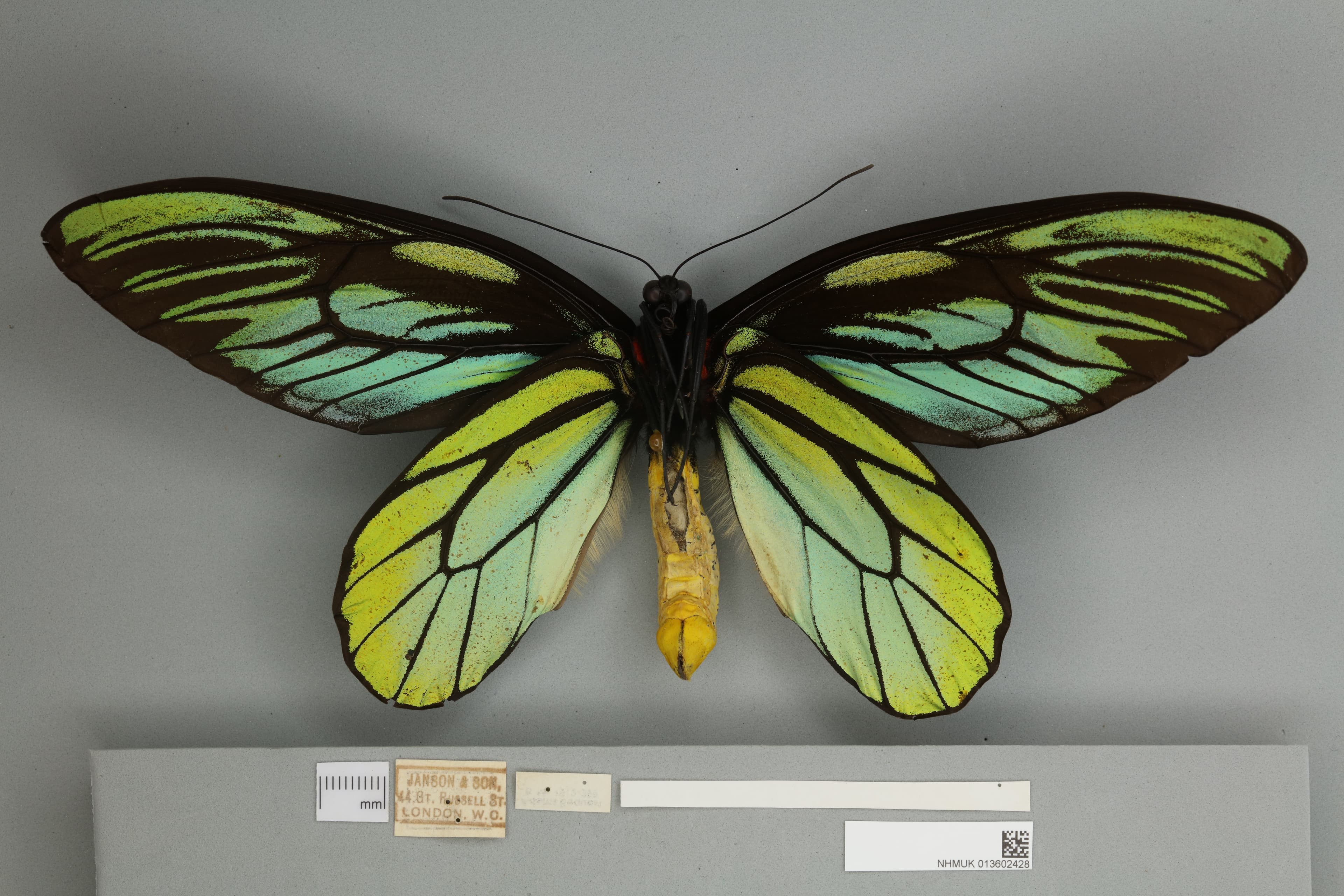 Ornithoptera alexandrae