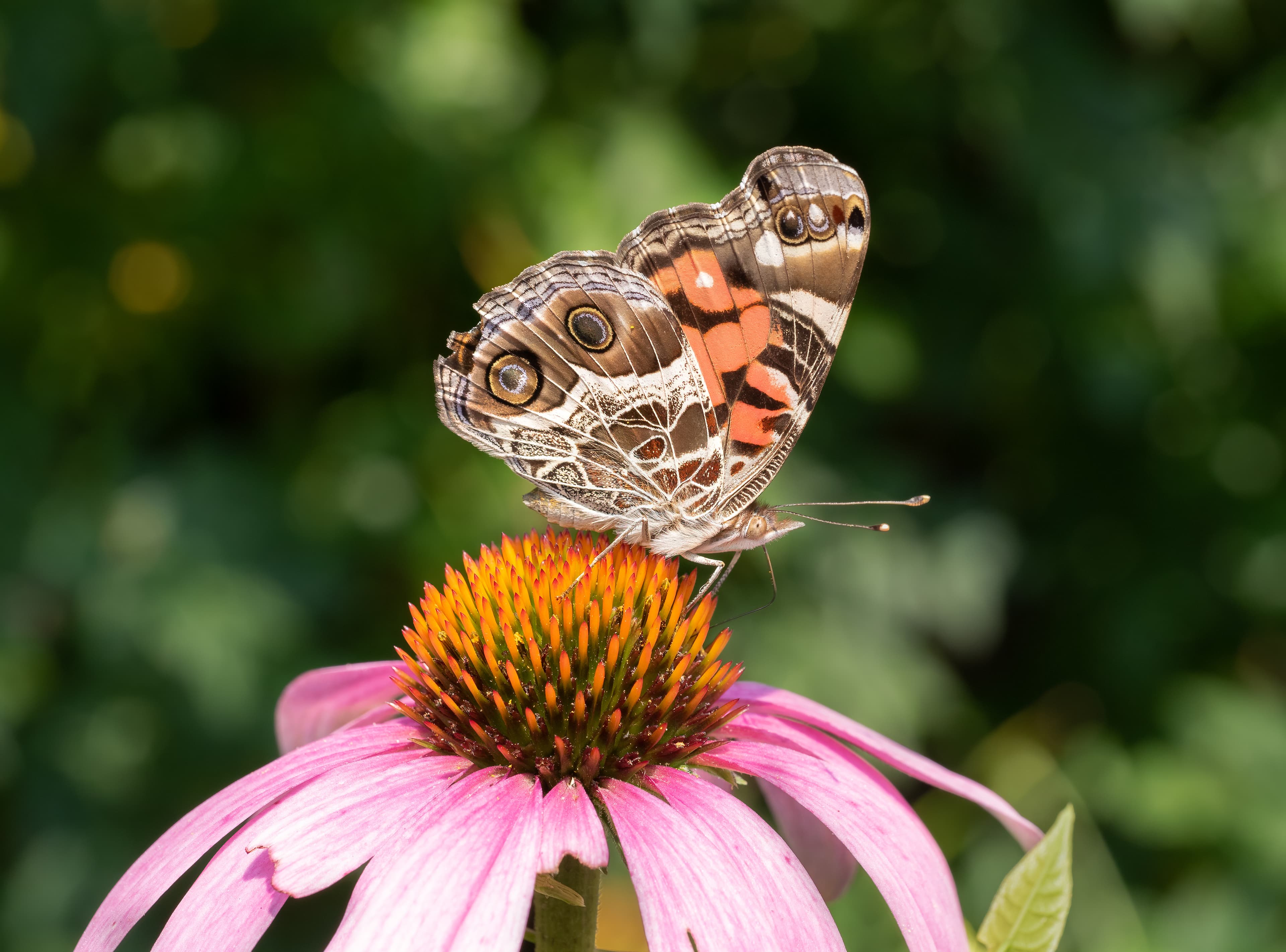 Vanessa virginiensis