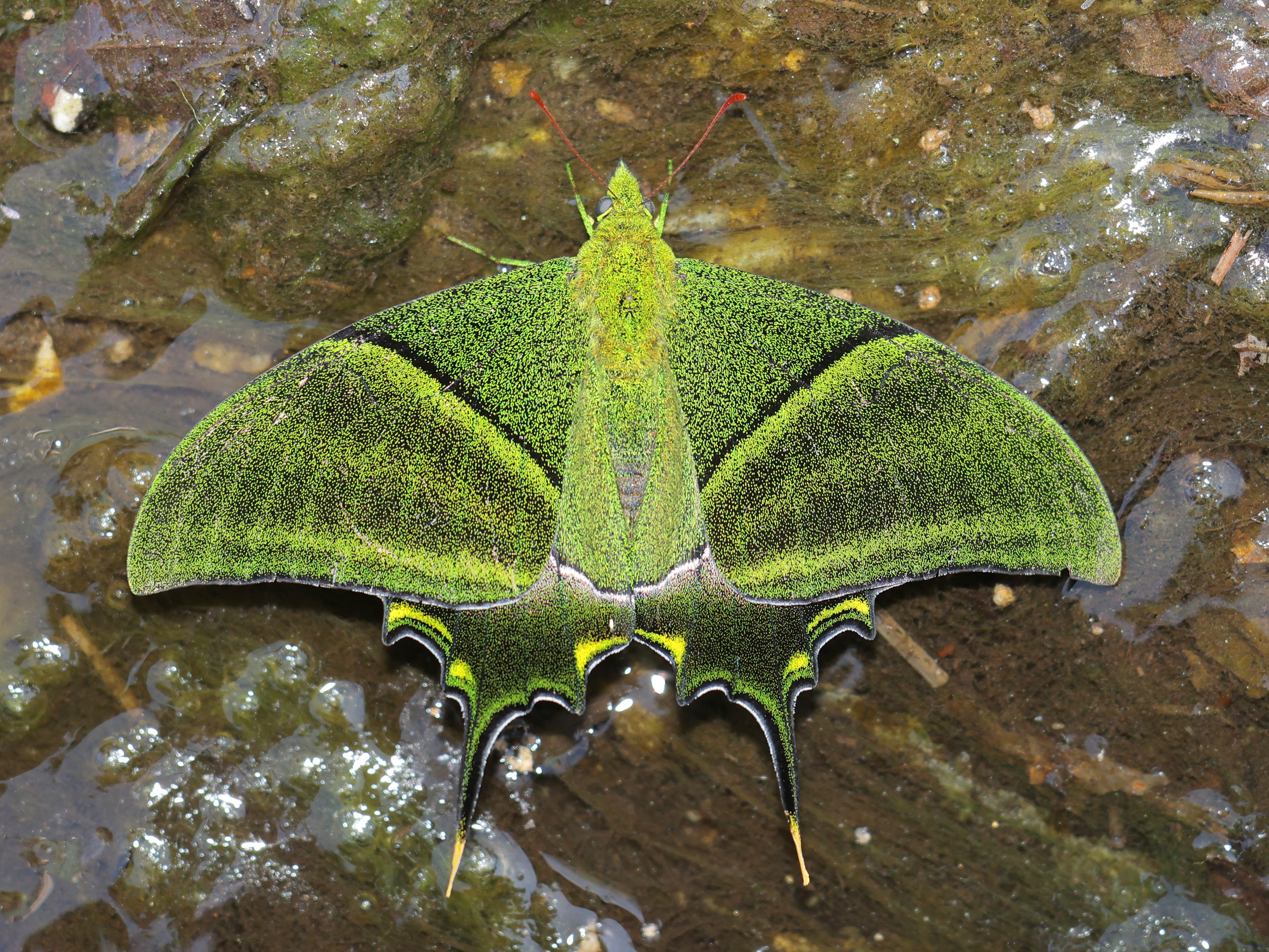 Teinopalpus imperialis