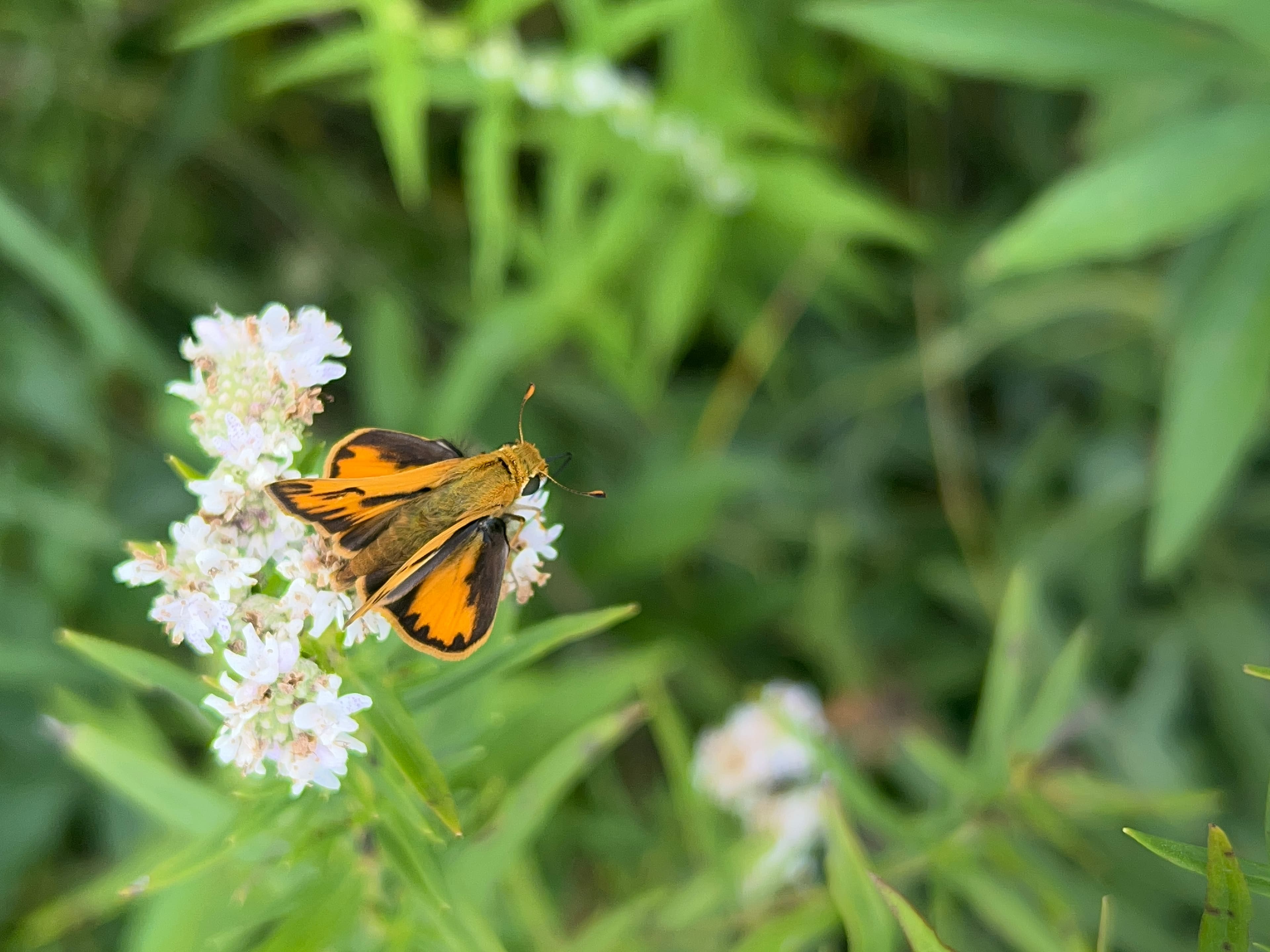 Fiery Skipper