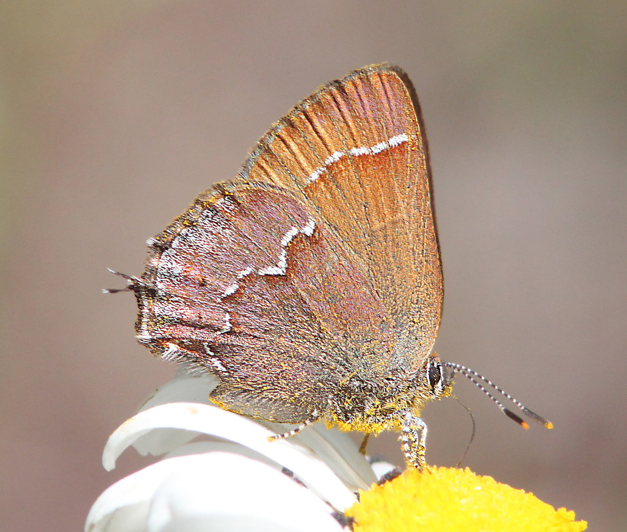 Olive Hairstreak