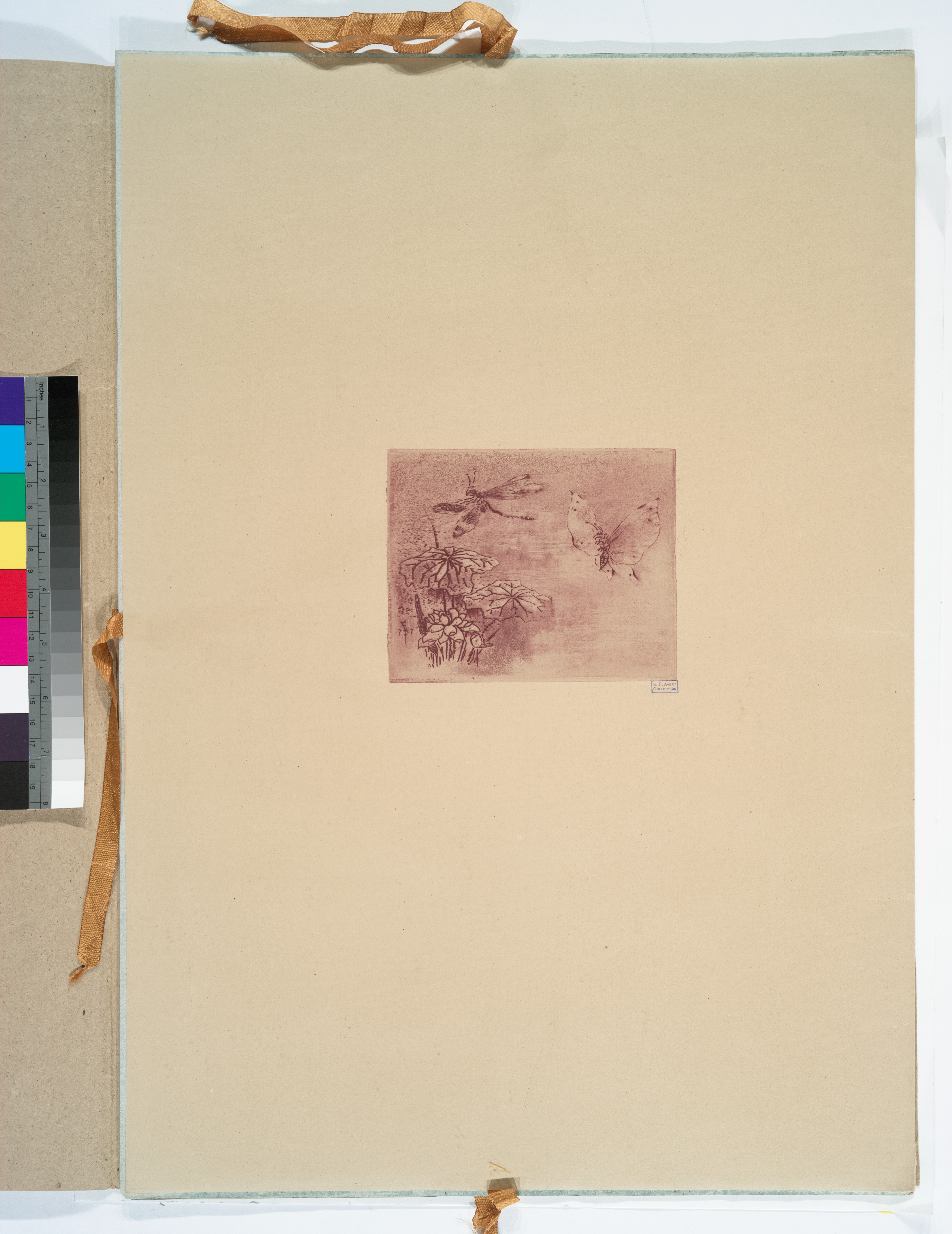 Generic Butterfly Illustration