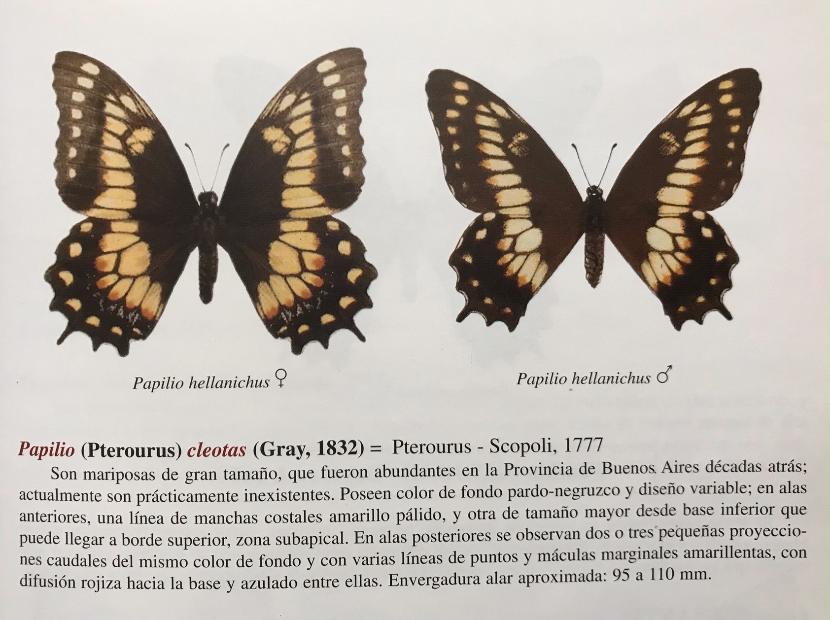Cleotas Swallowtail