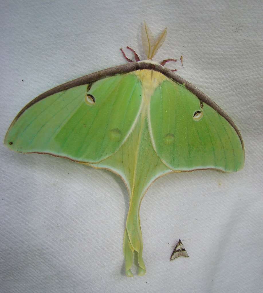 Luna Moth