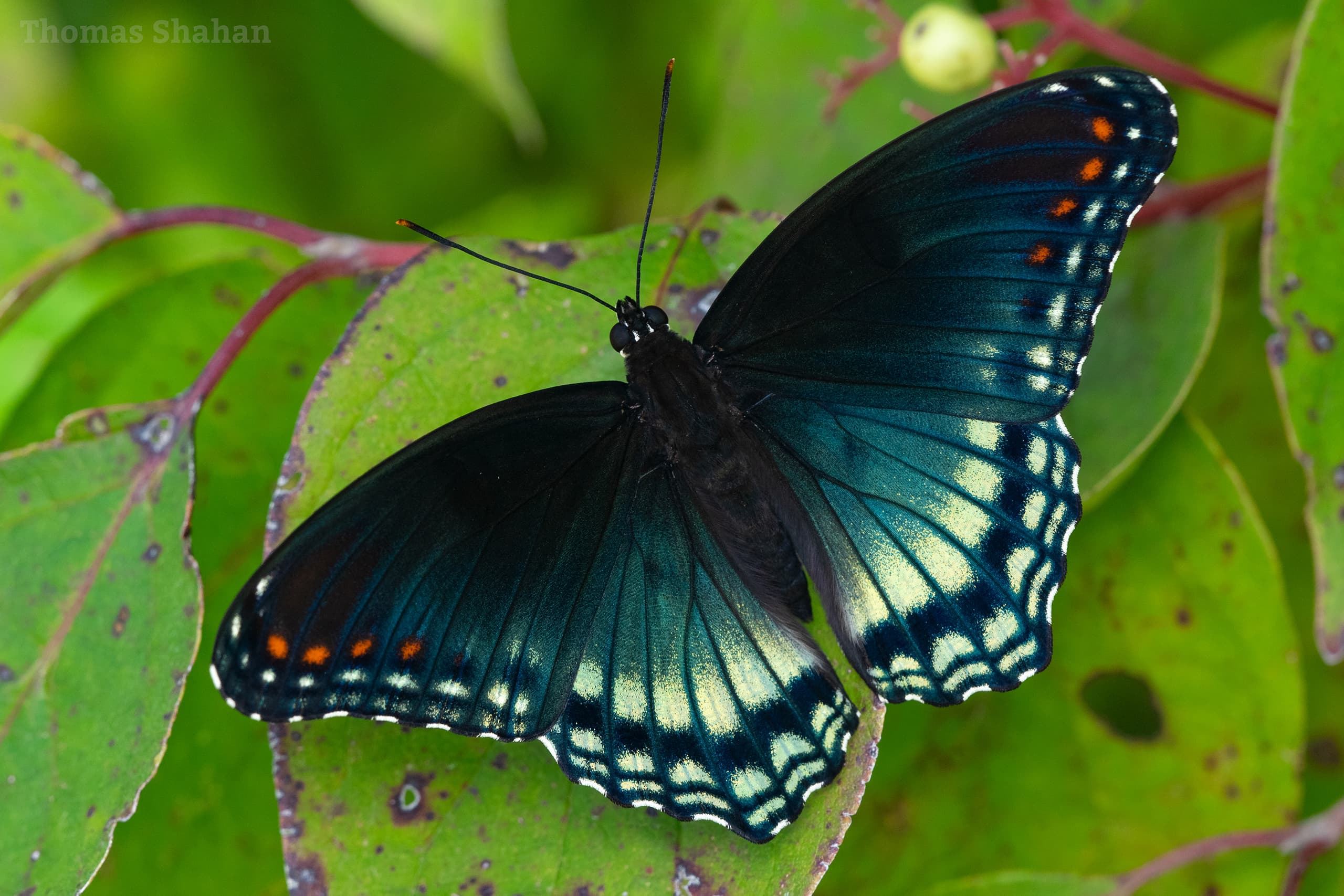 Limenitis arthemis astyanax