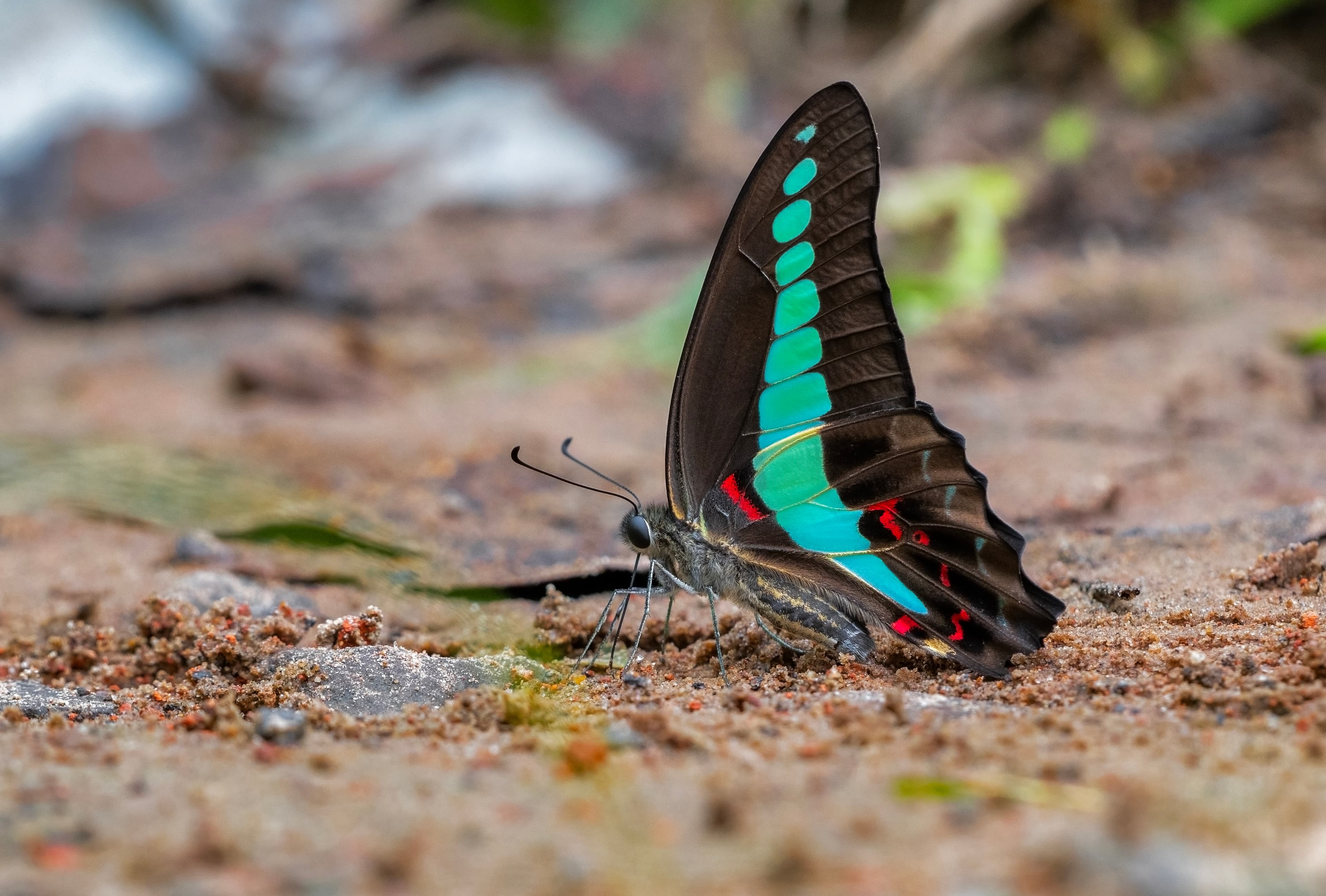 Graphium sarpedon