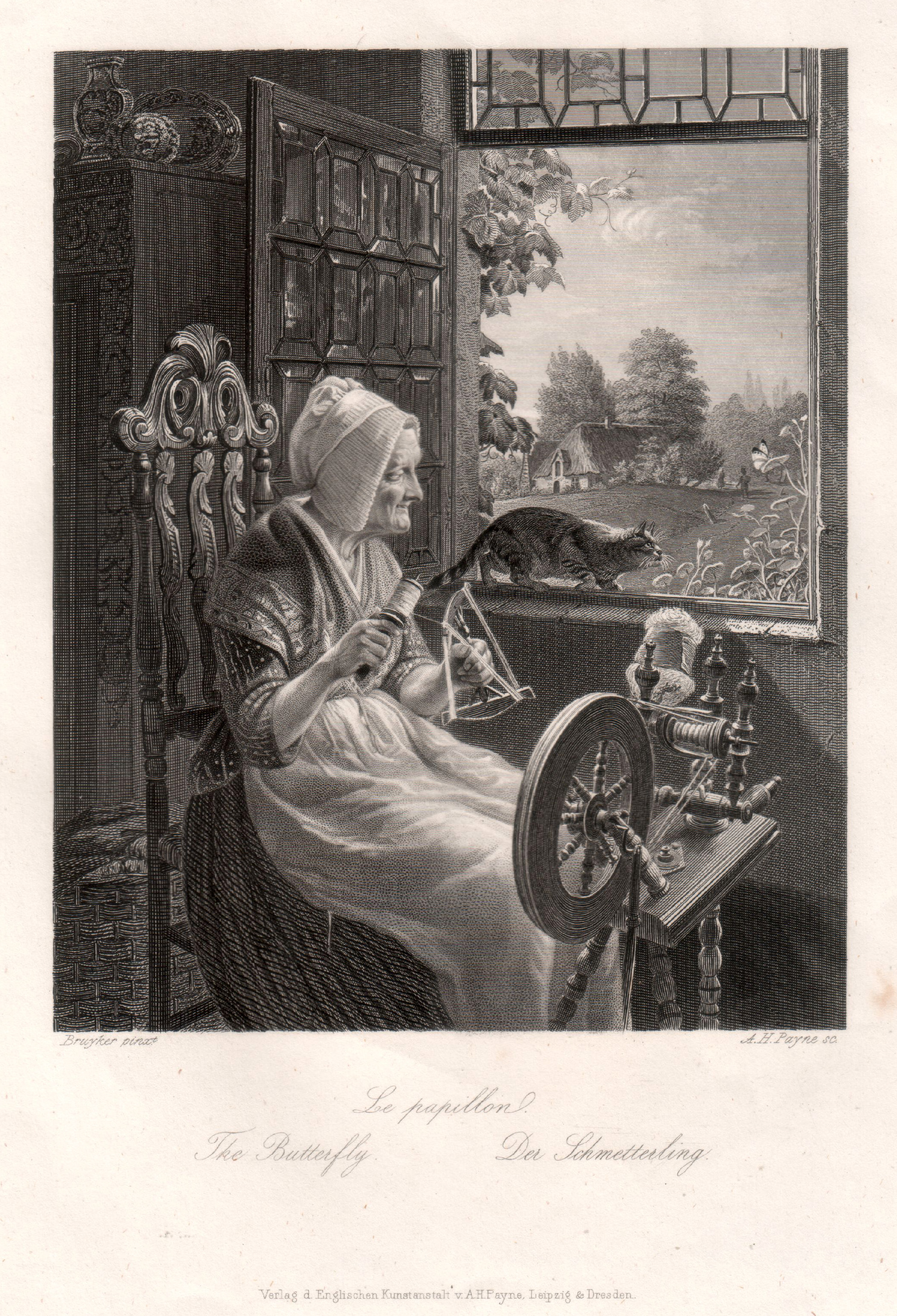 Unidentified Butterfly