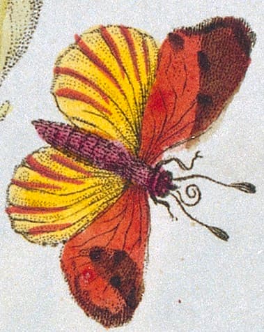 Unknown (Artistic Rendition)