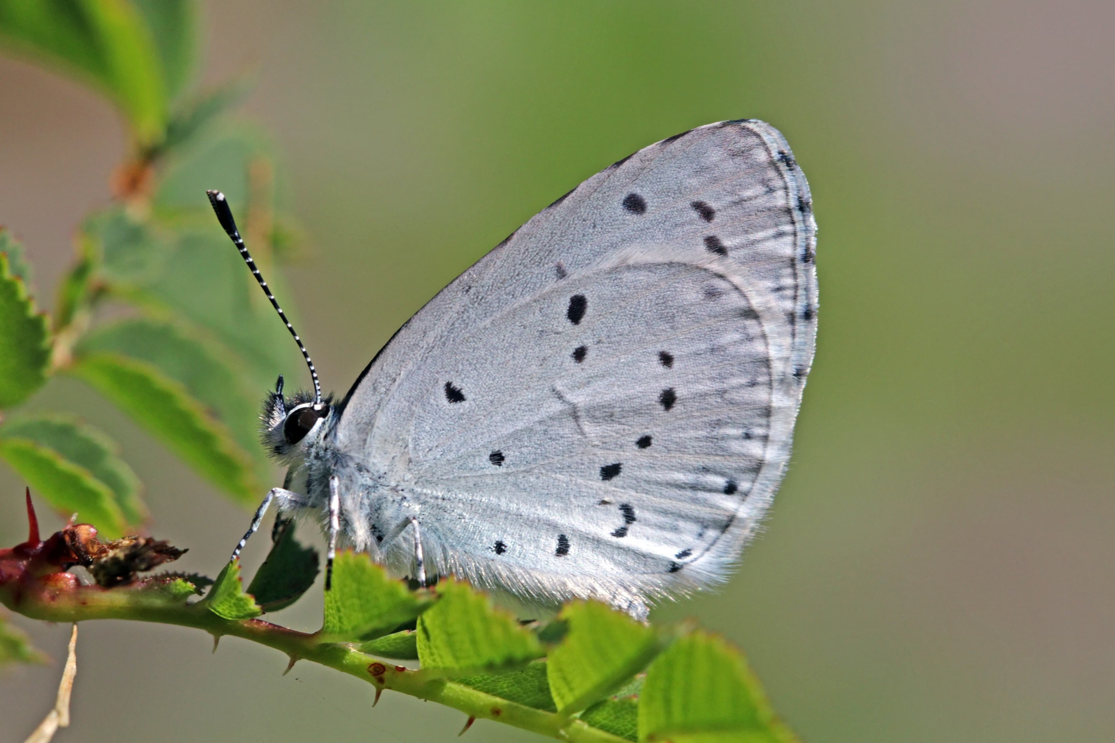Celastrina argiolus