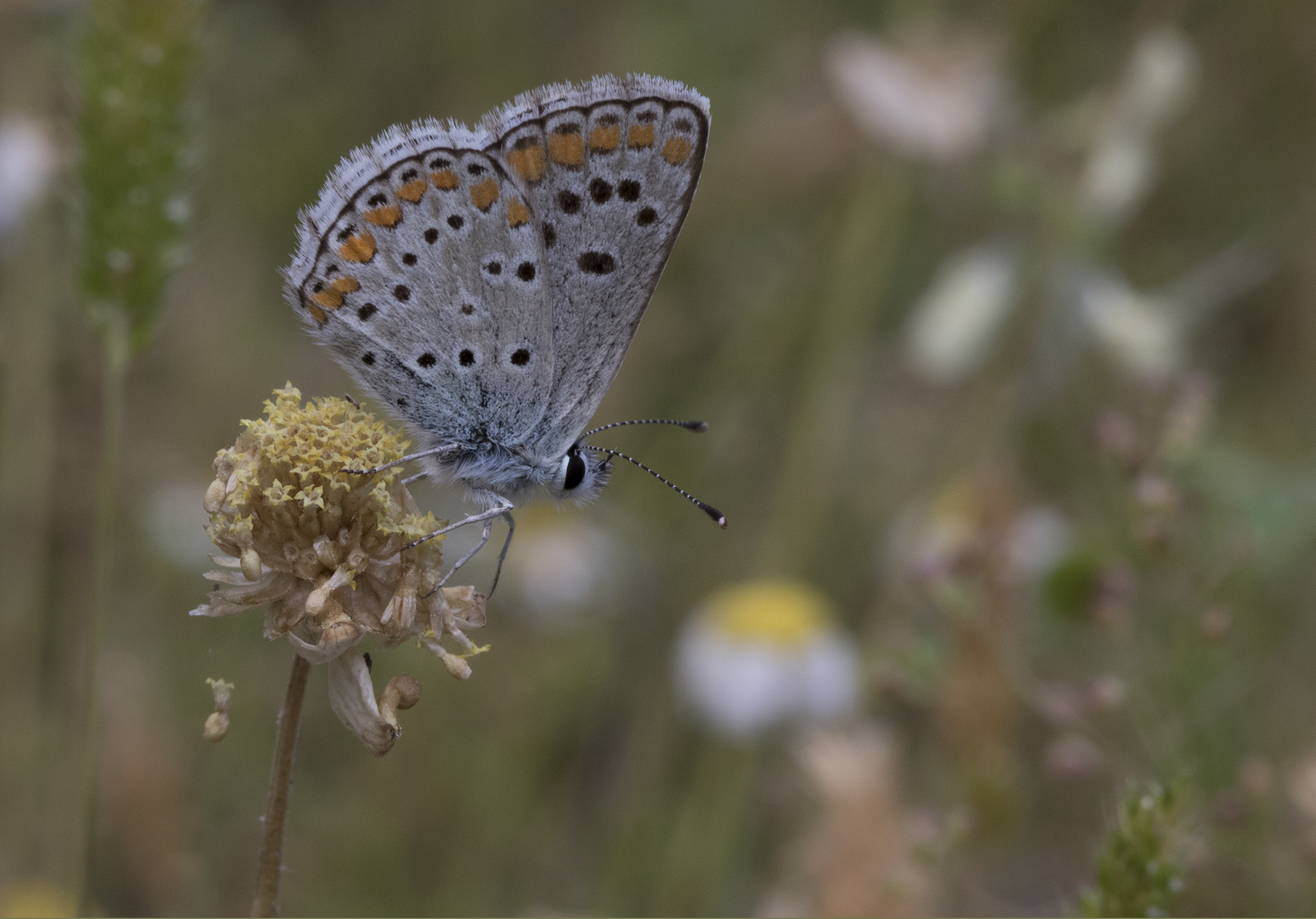 Brown Argus