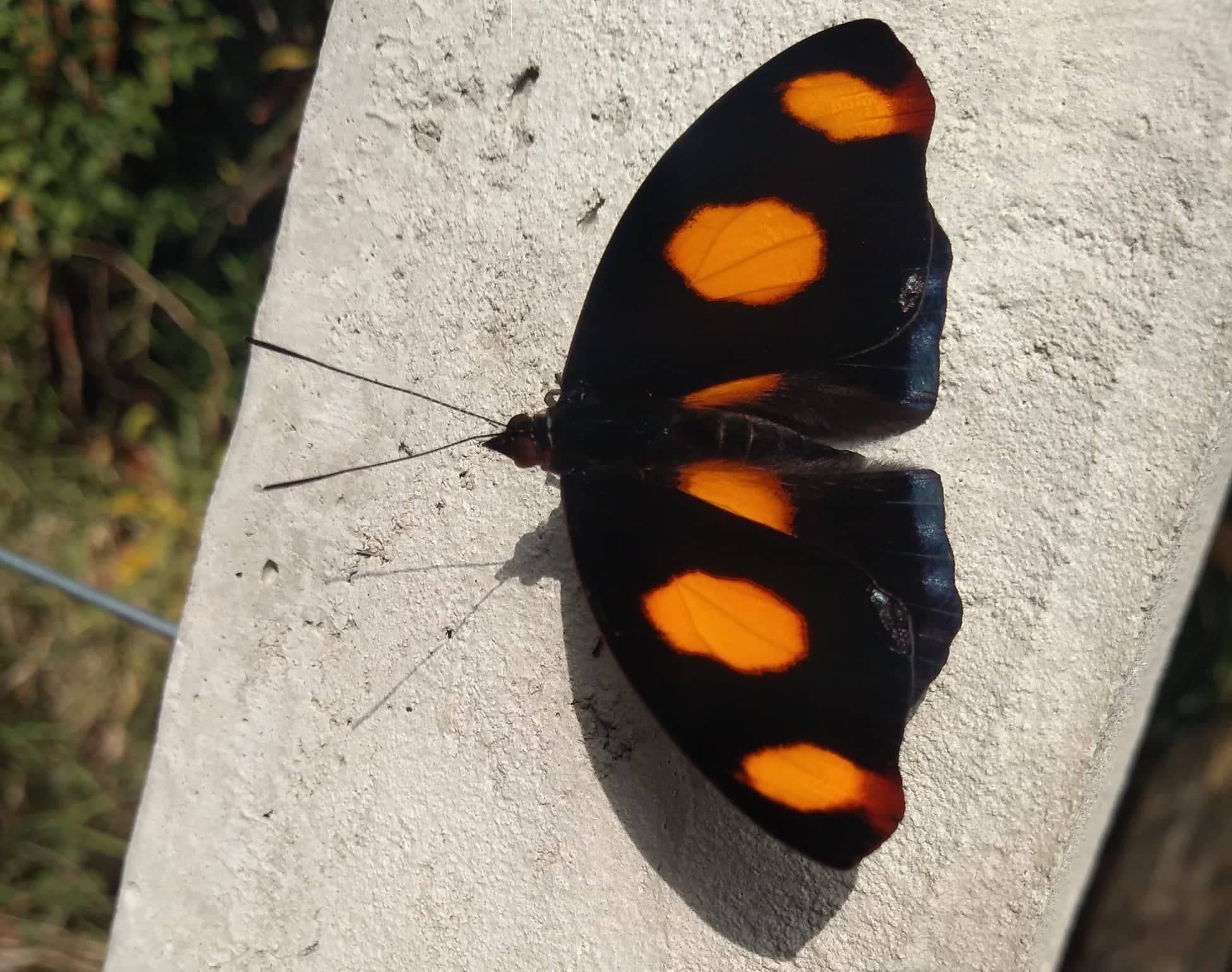 Catonephele numilia penthia