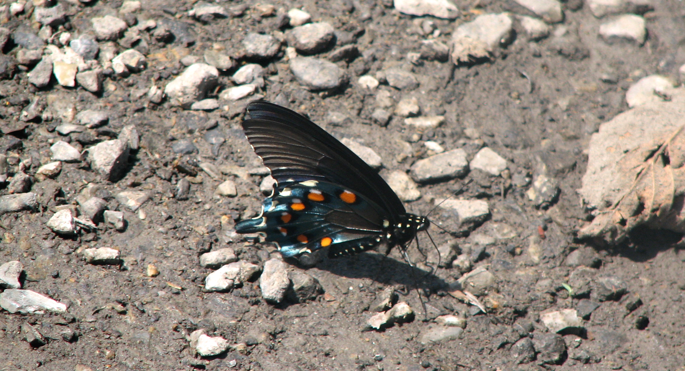 Pipevine Swallowtail